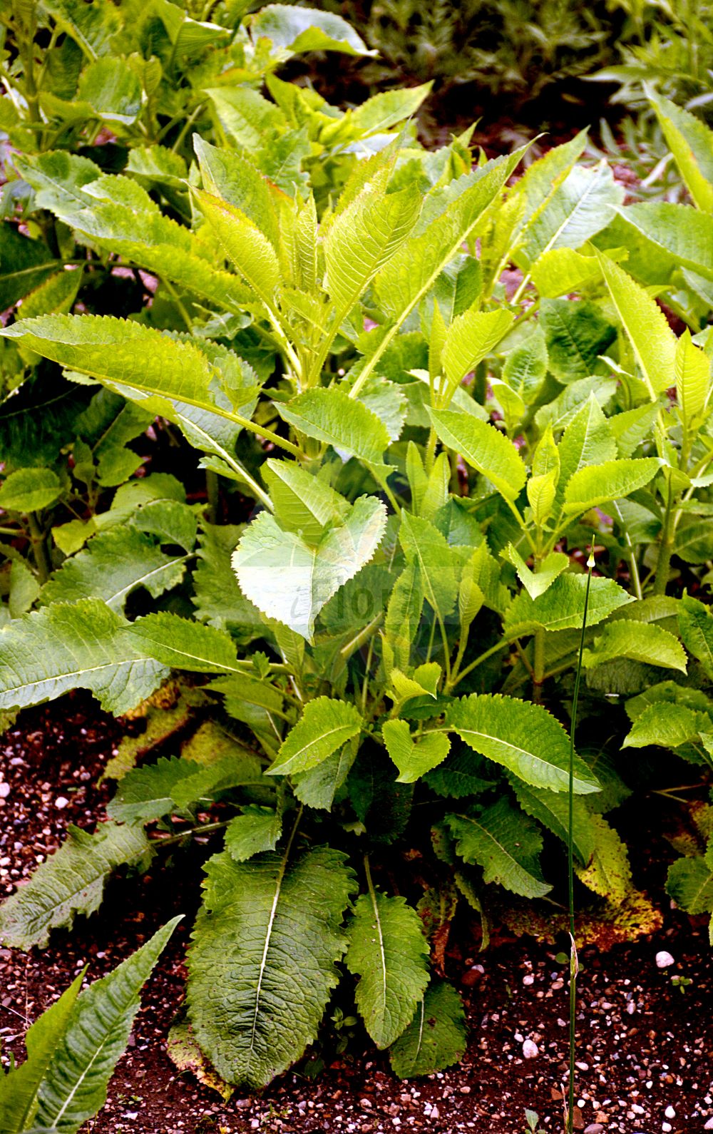 Dipsacus strigosus - Caprifoliaceae,Plantae,Pteridobiotina,Angiosperms,Dipsacales,Caprifoliaceae,Dipsacus,Dipsacus strigosus,Virga strigosa,Schlanke Karde;yellow-flowered teasel;yellow-flowered teazel;slim teasel;ворсянка щетинистая;fesçifırçası;pindsvin-kartebolle;erdei fejvirág;štětka větší;черсак щетинистий