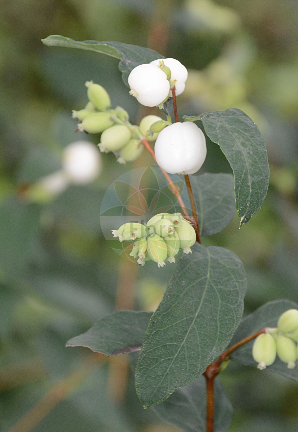 Symphoricarpos albus - Caprifoliaceae,Plantae,Pteridobiotina,Angiosperms,Dipsacales,Caprifoliaceae,Symphoricarpos,Symphoricarpos albus,Lonicera alba, Lonicera racemosa, Symphoria albus, Symphoria elongata, Symphoria glauca, Symphoria heterophylla, Symphoria leucocarpa, Symphoria macrocarpa, Symphoria racemosa, Symphoricarpos albus var. albus, Symphoricarpos albus var. ovatus, Symphoricarpos albus var. pauciflorus, Symphoricarpos elongatus, Symphoricarpos heterophyllus, Symphoricarpos leucocarpa, Symphoricarpos leucocarpus, Symphoricarpos pauciflorus, Symphoricarpos racemosus, Symphoricarpos racemosus var. pauciflorus, Vaccinium album, Xylosteon album,Weiße Schneebeere;Gemeine Schneebeere;Knallerbse;Knackbeere;Gewöhnliche Schneebeere;Schneebeere;snowberry;common snowberry;Symphorine blanche;arbre aux perles;symphorine à grappes;symphorine à fruits blancs;symphorine commune;bola de nieve;bolitas de nieve;perlitas;Lacrime d'Italia;sinforicarpo comune;Amerikaanse vlier;druifsneeuwbes;sneeuwbes;sinforicarpo;снежноягодник белый;снежноягодник белый гладкий;снежноягодник ручейный;inxhi;perler;biserak;snöbär;hvid snebær;snebær;śnieguliczka biała;śnieguliczka białojagodowa;bela pamela;pokec;fehér hóbogyó;pámelník bílý;imelovník biely;сніжноягідник прирічковий;булчино цвете;бял маргарит;harilik lumimari;baltā sniegoga;strautu sniegoga;snøbær;baltuogė meškytė