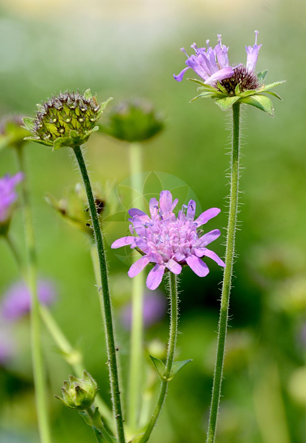 Knautia dipsacifolia - Caprifoliaceae,Plantae,Pteridobiotina,Angiosperms,Dipsacales,Caprifoliaceae,Knautia,Knautia dipsacifolia,Knautia angustata, Knautia brandzai, Knautia carniolica, Knautia carpophylax, Knautia cuspidata, Knautia dipsacifolia f. amoena, Knautia lancifolia, Knautia maxima, Knautia puberula, Knautia sendtneri, Knautia serajewensis, Knautia sylvatica subsp. pocutica, Knautia timeroyi subsp. carpophylax, Scabiosa dipsacifolia, Scabiosa maxima, Trichera budensis, Trichera carpophylax, Trichera cuspidata, Trichera dinarica, Trichera dipsacifolia, Trichera maxima, Trichera ovatifolia, Trichera puberula,Wald-Witwenblume;Wald-Witwenblume;Zierliche Wald-Witwenblume;Gewöhnliche Wald-Witwenblume;wood scabious;forest widow flower;Knautie à feuilles de cardère;knautie à feuillles de cardère;knautie des bois;knautie des forêts;scabieuse des bois;escabiosa de bosque;Ambretta occidentale;bergknautia;короставник ворсянколистный;jajolistna prženica;świerzbnica leśna;erdei varfű;свербіжниця ворсянколиста