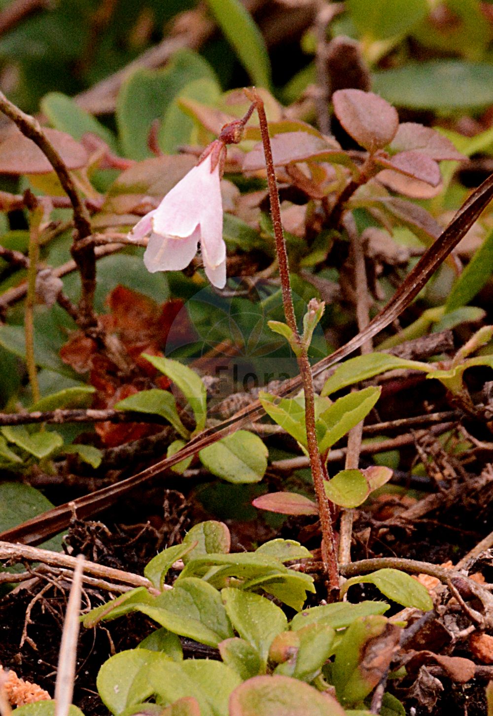 Linnaea borealis - Caprifoliaceae,Plantae,Pteridobiotina,Angiosperms,Dipsacales,Caprifoliaceae,Linnaea,Linnaea borealis,Linnaea albiloba, Linnaea americana f. candicans, Linnaea amoenula, Linnaea australis, Linnaea borealis f. arctica, Linnaea borealis subsp. borealis, Linnaea borealis var. borealis, Linnaea foveolata, Linnaea jugosa, Linnaea longiflora, Linnaea parvisignata, Linnaea pseudoproterantha, Linnaea pyrrosema, Linnaea roseoalba, Linnaea rotundata, Linnaea subconfluens, Linnaea subjugosa, Linnaea subsulcata, Linnaea subviolascens, Linnaea sulcata, Linnaea tenuiflora, Linnaea tenuisignata, Linnaea tenuisulcata, Linnaea vicina,Moosglöckchen;Erdglöckchen;Nordisches Moosglöckchen;twinflower;Linnée boréale;Linnea;ängs-korn;noords linnaeusklokje;Linnaeusklokje;линнея северная;linnea;almindelig linnæa;nordisk linnæa;linnea północny;zimoziół północny;rinnesô;リンネソウ;severna linejevka;zimozel severní;linnéovka severná;ліннея північна;harilik harakkuljus;ziemeļu lineja;linnea;vanamo;šiaurinė linėja