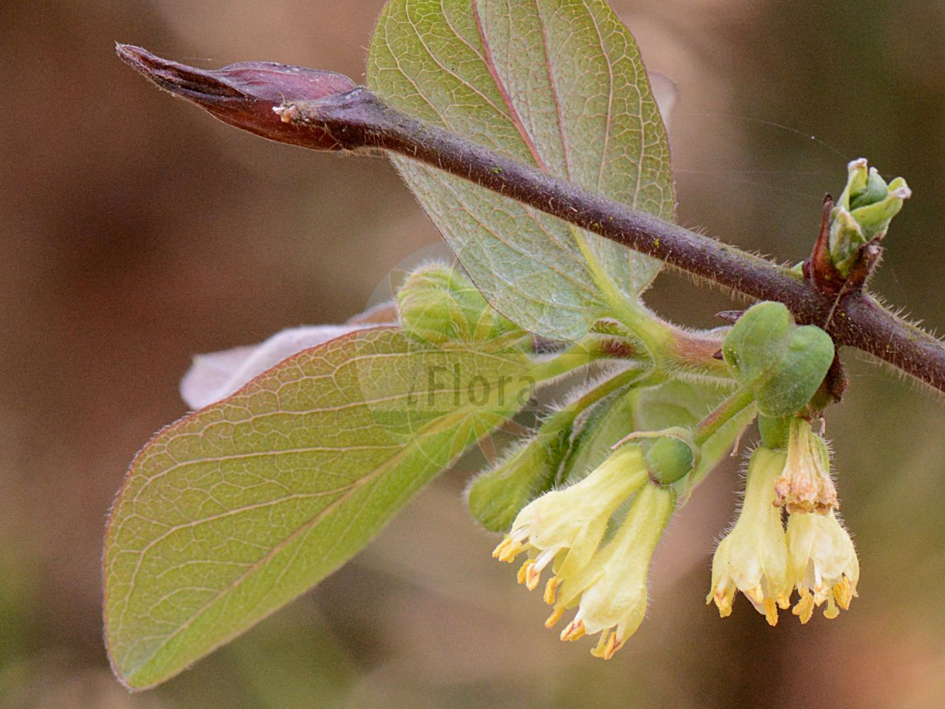 Lonicera caerulea - Caprifoliaceae,Plantae,Pteridobiotina,Angiosperms,Dipsacales,Caprifoliaceae,Lonicera,Lonicera caerulea,Caprifolium caeruleum, Caprifolium venulosum, Chamaecerasus coerulea, Euchylia caerulea, Isika coerulea, Lonicera boczkarnikovae, Lonicera caerulea subsp. kamtschatica, Lonicera caerulea subsp. venulosa, Lonicera caerulea var. altaica, Lonicera caerulea var. edulis, Lonicera caerulea var. tangutica, Lonicera edulis, Lonicera emphyllocalyx, Lonicera kamtschatica, Lonicera kirilowi, Lonicera velutina, Lonicera venulosa, Lonicera venulosa subsp. edulis, Lonicera venulosa subsp. emphyllocalyx, Metalonicera edulis, Xylosteon caeruleum, Xylosteon canadense, Xylosteon oblongifolium,Blaue Heckenkirsche;Blaues Geißblatt;Kamtschatkabeere;Maibeere;blue-berried honeysuckle;blue honeysuckle;sweetberry honeysuckle;weetberry honeysuckle;Chèvrefeuille bleu;camérisier bleu;baie de mai;camerisier bleu;camérisier du Kamtchatka;lonicéra bleu;Caprifoglio turchino;ciliegia alpina cerulea;madreselva turchina;жимолость голубая;жимолость Палласа;жимолость синяя;dorëzonjë;lavardhë;modra kozja krv;blåtry;suchodrzew siny;wiciokrzew siny;modro kosteničevje;kék mézbogyó;zimolez modrý;zemolez kamčatský;жимолость голуба;гълъбов нокът;sinine kuslapuu;Pallasa sausserdis;blåleddved;sinikuusama;lán guǒ rěn dōng;蓝果忍冬