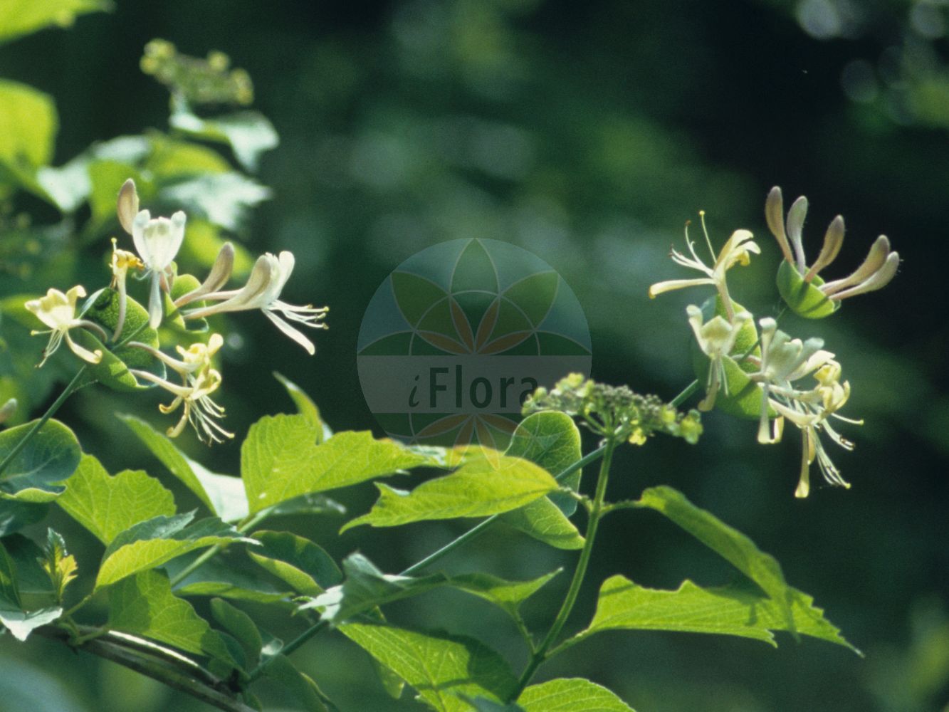 Lonicera caprifolium - Caprifoliaceae,Plantae,Pteridobiotina,Angiosperms,Dipsacales,Caprifoliaceae,Lonicera,Lonicera caprifolium,Caprifolium atropurpureum, Caprifolium germanicum, Caprifolium hortense, Caprifolium italicum, Caprifolium magnevilleae, Caprifolium pallidum, Caprifolium perfoliatum, Caprifolium rotundifolium, Caprifolium sylvaticum, Caprifolium vulgare, Lonicera pallida, Lonicera suavis, Periclymenum italicum, Periclymenum perfoliatum,Wohlriechendes Geißblatt;Jelängerjelieber;Garten-Geißblatt;Echtes Geißblatt;perfoliate honeysuckle;goat's leaves;italian woodbine;sweet honeysuckle;Chèvrefeuille des jardins;barbe de chèvre;chèvrefeuille commun;lonicéra chèvrefeuille;lonicéra des jardins;madreselva;Caprifoglio comune;caprifoglio;abbracciabosco;legabosco;madreselva comune;manicciola;uva di San Giovanni;ängs-kavle;tuinkamperfoelie;rаприфоль;жимолость душистая;жимолость каприфоль;жимолость козья;hanımeli;dorëzonjë;lavardhë;prava kozja krv;kaprifol;kozilistek;wiciokrzew przewiercień;jerikói lonc;zimolez kozí list;zemolez kozí;жимолость козолиста