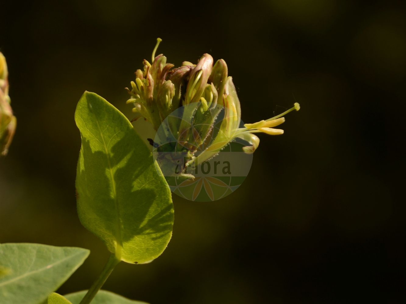 Lonicera periclymenum - Caprifoliaceae,Plantae,Pteridobiotina,Angiosperms,Dipsacales,Caprifoliaceae,Lonicera,Lonicera periclymenum,Caprifolium distinctum, Caprifolium germanicum, Caprifolium periclymenum, Caprifolium quercifolium, Caprifolium semperflorens, Euchylia verticillata, Lonicera odora, Lonicera periclymenum f. sublobata, Lonicera periclymenum var. belgica, Lonicera periclymenum var. hirsuta, Lonicera periclymenum var. parviflora, Lonicera periclymenum var. quercifolia, Lonicera periclymenum var. serotina, Lonicera periclymenum var. vulgaris, Periclymenum germanicum, Periclymenum vulgare,Wald-Heckenkirsche;Deutsche Heckenkirsche;Wald-Geißblatt;Deutsches Geißblatt;honeysuckle;common honeysuckle;duck honeysuckle;woodbine;european honeysuckle;Chèvrefeuille des bois;camérisier des bois;barbe de chèvre;broquebique;chèvrefeuille périclymène;cranquillier;herbe à la vierge;herbe de la Pentecôte;lonicéra des bois;lonicéra périclymène;périclymène;madreselva;manitas de Dios;manitas de la Virgen;parra silvesre;zapatillas de la Virgen;Caprifoglio atlantico;abbraccia-bosco;lonicera periclimeno;caprifoglio;ängs-gröe;wilde kamperfoelie;madressilva;madressilva-das-boticas;madressilva-do-periclímeno;madressilva-esverdeada;madressilva-sem-pêlos;жимолость вьющаяся;çoban asması;dorëzonjë;lavardhë;dolcamel;lligabosc atlàntic;mareselva;xuclamel;šumska kozja krv;vildkaprifol;almindelig gedeblad;kozieniec;wiciokrzew pomorski;búbos lonc;zimolez ovíjivý;zemolez ovíjavý