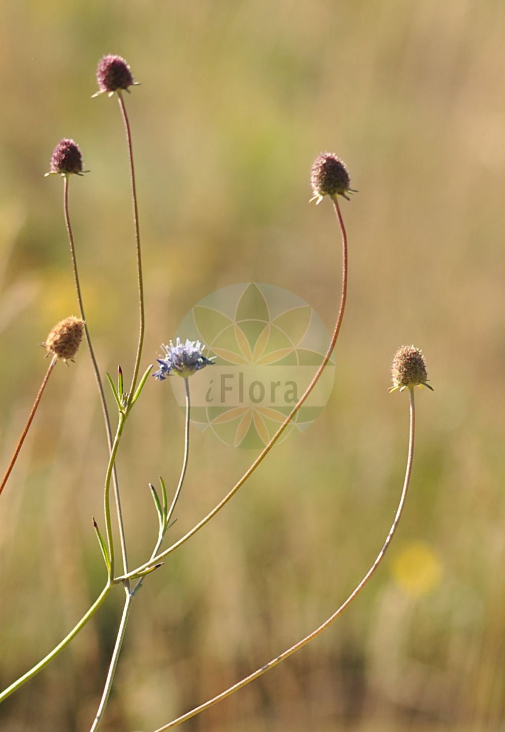 Scabiosa canescens - Caprifoliaceae,Plantae,Pteridobiotina,Angiosperms,Dipsacales,Caprifoliaceae,Scabiosa,Scabiosa canescens,Asterocephalus canescens, Asterocephalus suaveolens, Columbaria canescens, Columbaria suaveolens, Scabiosa asterocephala, Scabiosa suaveolens, Scabiosa virga-pastoris,Graue Skabiose;Wohlriechende Skabiose;grey scabious;scabieuse blanchâtre;scabieuse odorante;vedovina crenata;скабиоза серая;скабиоза собачья;boz uyuzotu;sivkasta zvjezdoglavka;luktvädd;vellugtende skabiose;driakiew wonna;szürkés ördögszem;hlaváč šedavý;hlaváč šedavý;hlaváč sivastý