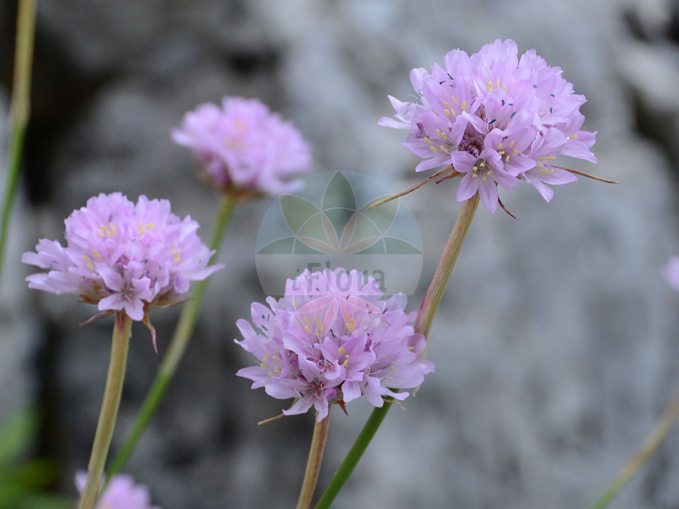 Scabiosa lucida - Caprifoliaceae,Plantae,Pteridobiotina,Angiosperms,Dipsacales,Caprifoliaceae,Scabiosa,Scabiosa lucida,Asterocephalus hladnikianus, Asterocephalus lucidus, Asterocephalus strictus, Columbaria glabrescens, Columbaria norica, Scabiosa calcarea, Scabiosa calcicola, Scabiosa glabrescens, Scabiosa guitardi, Scabiosa krasanii, Scabiosa norica, Scabiosa opaca, Sclerostemma lucidum,Glänzende Skabiose;Glanz-Skabiose;glossy scabious;shining scabious;Scabieuse luisante;Vedovina alpestre;vedovine alpestre;скабиоза блестящая;скабиоза светлая;svjetlucava zvjezdoglavka;driakiew lśniąca;bleščeči grintavec;ördögszem;hlaváč lesklý;hlaváč lesklý;скабіоза матова