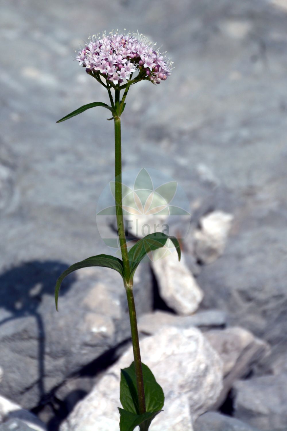 Valeriana montana - Caprifoliaceae,Plantae,Pteridobiotina,Angiosperms,Dipsacales,Caprifoliaceae,Valeriana,Valeriana montana,Valeriana alpigena, Valeriana ambigua, Valeriana cuspidata, Valeriana montana var. tarraconensis, Valeriana rotundifolia var. tripartita, Valeriana scrophulariifolia, Valeriana sternbergii,Berg-Baldrian;Behaartstängeliger Berg-Baldrian;Gewöhnlicher Berg-Baldrian;mountain valerian;Valériane des montagnes;jazmin de peñas;nardo de monte;valeriana de monte;valeriana mayor;Valeriana montana;валериана горная;dağ kediotu;haraqinë;valeriana muntanyenca;planinski odoljen;kozłek górski;gorska špajka;планинска дилянка;свибовец