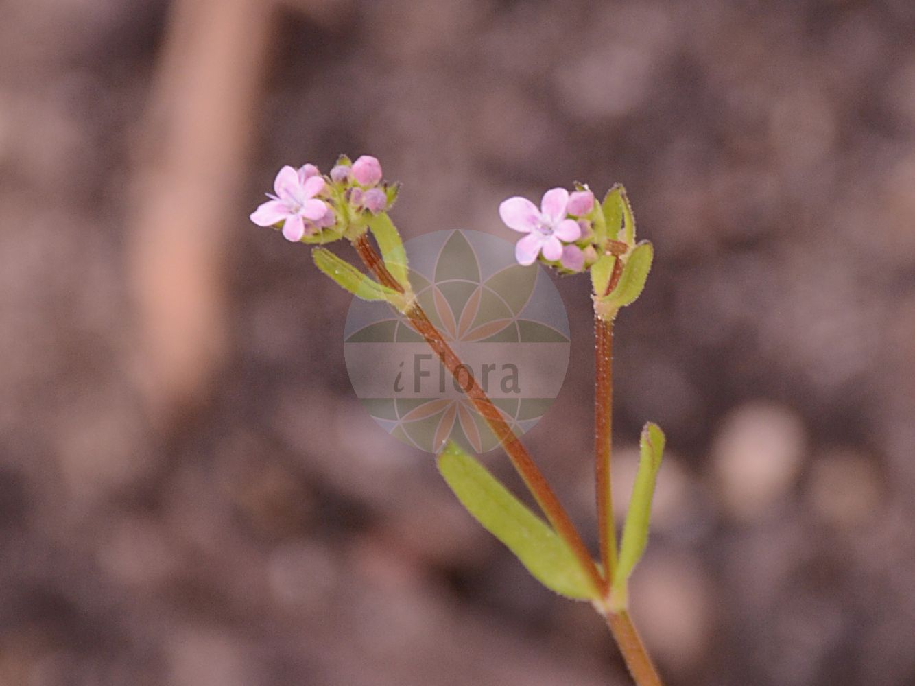 Valeriana rimosa - Caprifoliaceae,Plantae,Pteridobiotina,Angiosperms,Dipsacales,Caprifoliaceae,Valeriana,Valeriana rimosa,Fedia auricula, Fedia laxiflora, Fedia olitoria, Fedia tridentata, Masema auricula, Valeriana auriculata, Valerianella auricula, Valerianella dentata f. rimosa, Valerianella laxiflora, Valerianella rimosa,Gefurchtes Rapünzchen;Geöhrter Feldsalat;Gefurchter Feldsalat;Gefurchter Ackersalat;broad-fruited cornsalad;Valérianelle sillonnée;mâche sillonnée;valérianelle petite-oreille;valérianelle oreillette;mâche auriculée;valérianelle à oreilles;mâche à fruits sillonnés;valerianela rimosa;Gallinella liscia;agnellino bianco;ängs-syra;geoorde veldsla;валерианелла щелистая;валерьяночка трещиноплодная;haraqinëz;haraqinëz rimoza;valerianel·la;brazdasti matovilac;ängs-svingel;blåklynne;åkerklynne;roszpunka bruzdkowana;brazdasti motovilec;füles galambbegy;kozlíček štěrbinatý;kozliček štrbinatý;valeriánka škárkatá;мласкавець щілинний;гладкоплодна мотовилка;уховидноплодна мотовилка;uurrevuonankaali