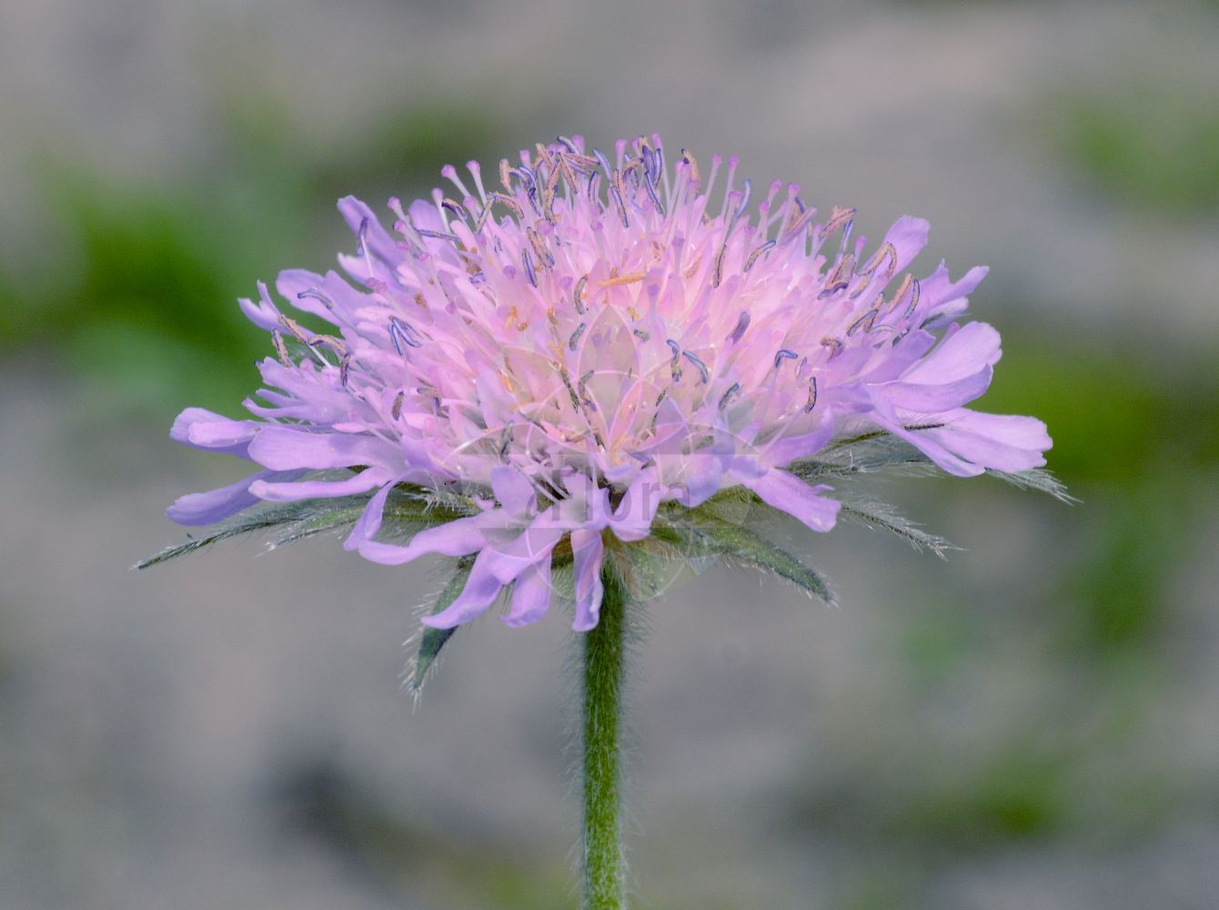 Knautia longifolia - Caprifoliaceae,Plantae,Pteridobiotina,Angiosperms,Dipsacales,Caprifoliaceae,Knautia,Knautia longifolia,Knautia brachytricha, Knautia csikii, Knautia kochii, Scabiosa longifolia, Trichera longifolia,Langblättrige Witwenblume;knautie à longues feuilles;ambretta alpina;скабиоза бородатая;скабиоза матовая;скабиоза тусклая;dugolistna prženica;dolgolistno grabljišče;mușcatu dracului