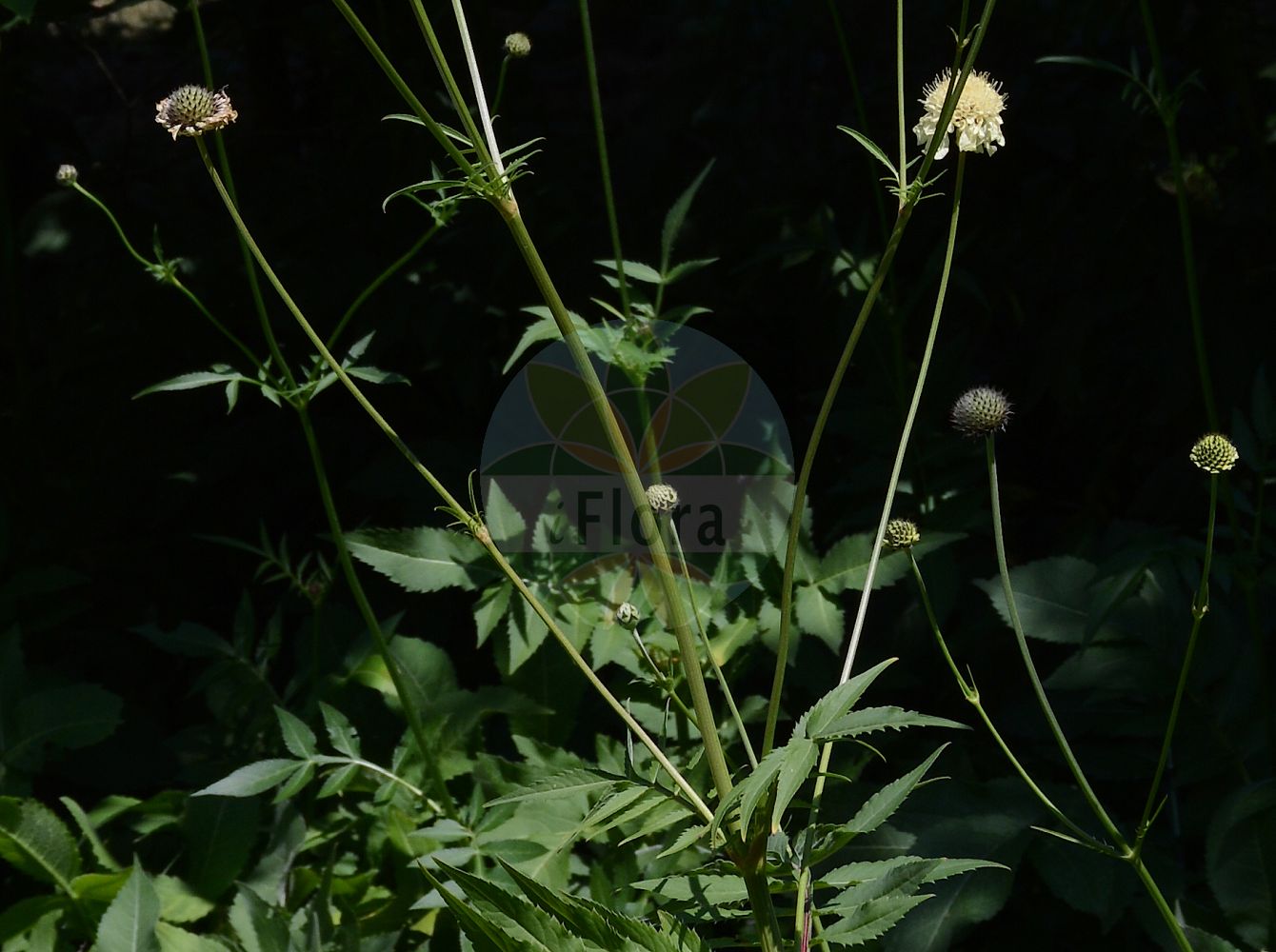 Cephalaria gigantea - Caprifoliaceae,Plantae,Pteridobiotina,Angiosperms,Dipsacales,Caprifoliaceae,Cephalaria,Cephalaria gigantea,Cephalaria elata, Cephalaria tatarica, Cerionanthus tataricus, Pycnocomon tatarica, Scabiosa altissima, Scabiosa elata, Scabiosa gigantea,Riesen-Schuppenkopf;Scabieuse géante jaune;Vedovina gigante;головчатка гигантская;dev pelemir;óriás fejvirág;hlavatka obrovská;hlavinka obrovská