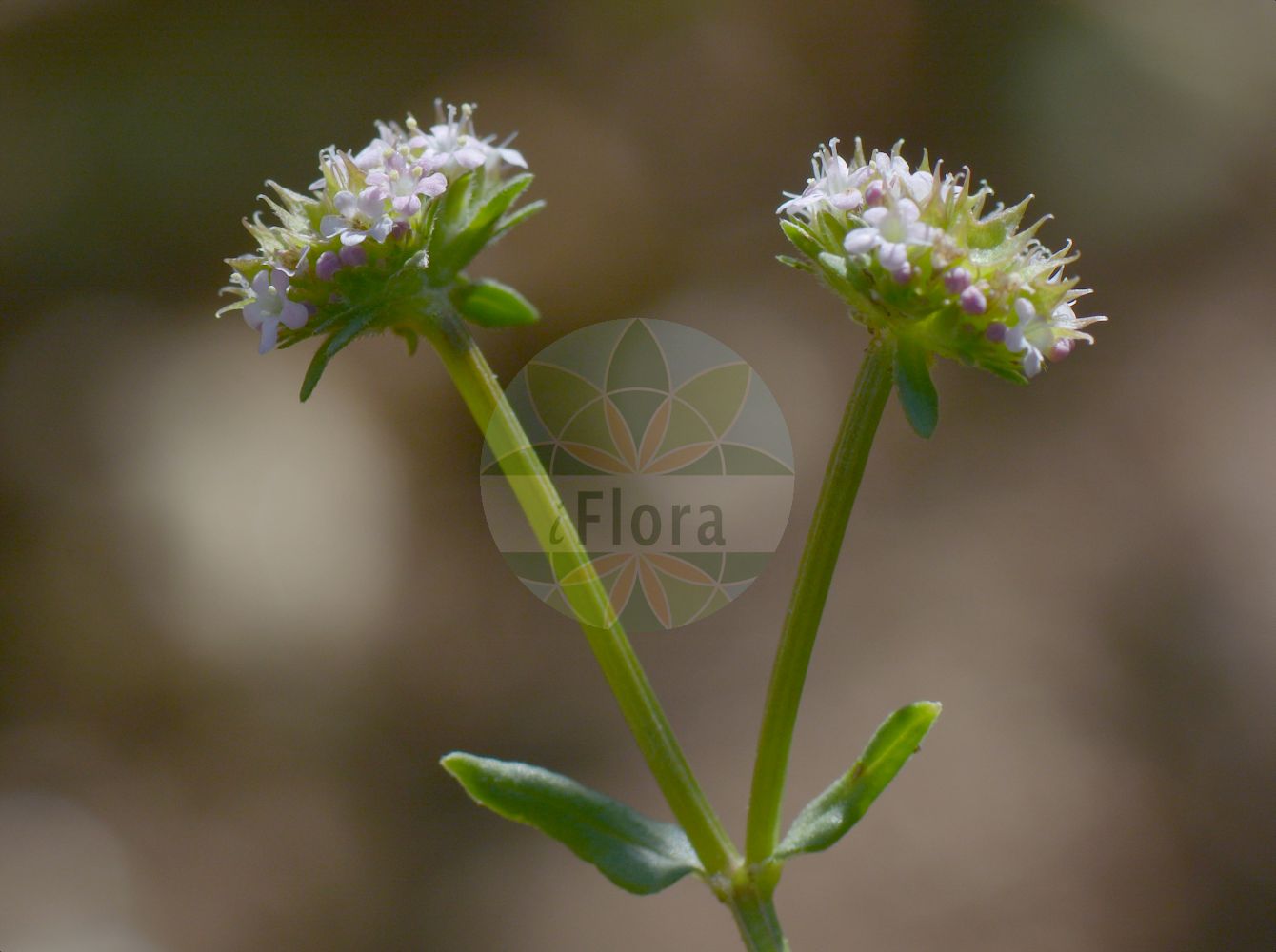 Valerianella coronata - Caprifoliaceae,Plantae,Pteridobiotina,Angiosperms,Dipsacales,Caprifoliaceae,Valerianella,Valerianella coronata,Fedia cephalophora, Fedia coronata, Fedia hamata, Fedia lasiocephala, Locusta coronata, Odontocarpa coronata, Valeriana coronata, Valeriana locusta var. coronata, Valeriana locusta var. mutica, Valerianella columnae, Valerianella hamata, Valerianella lasiocephala, Valerianella multidentata subsp. oscensis, Valerianella multidentata var. oscensis,Bekrönter Feldsalat;Krönchen-Feldsalat;mâche couronnée;valérianelle à couronne;valérianelle couronnée;valérianelle naine;hierba de los canónigos con bolas azules;hierba de los canónigos;agnellino bluastro;gallinella coronata;gallinella solcata;arabische koffieboom;gekroonde veldsla;falsa-alface;alface-brava-coroada;валерианелла венценосная;валерианелла маленькая;валерианелла увенчанная;валерьяница венценосная;bağ kuzugevreği;taçlı kuzugevreği;haraqinëz;haraqinëz e kurorëzuar;herba dels canonges;valerianel·la;kruničasti matovilac;niski matovilac;roszpunka koroniasta;roszpunka ostrogrzbiecista;hártyás galambbegy;koronás galambbegy;kozliček korunkatý;kozliček korunkový;kozliček nízky;мласкавець віночковий;мласкавець коротковінцевий;мласкавець маленький;дребна мотовилка;коронеста мотовилка;короноплодна мотовилка;малка мотовилка;valeryanit aturah;valeryanit ze'irah;וָלֶרְיָנִית זְעִירָה;וָלֶרְיָנִית עֲטוּרָה