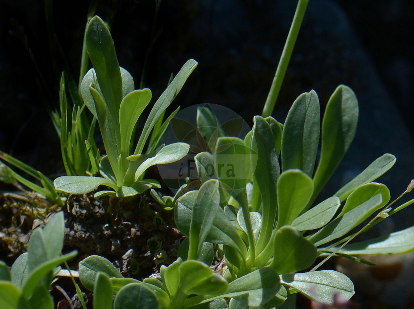 Valeriana saliunca - Caprifoliaceae,Plantae,Pteridobiotina,Angiosperms,Dipsacales,Caprifoliaceae,Valeriana,Valeriana saliunca,Weidenblättriger Baldrian;Felsschutt-Baldrian;Valériane à feuilles de saule;valériane saliunca;Valeriana saliunca;валериана альпийская
