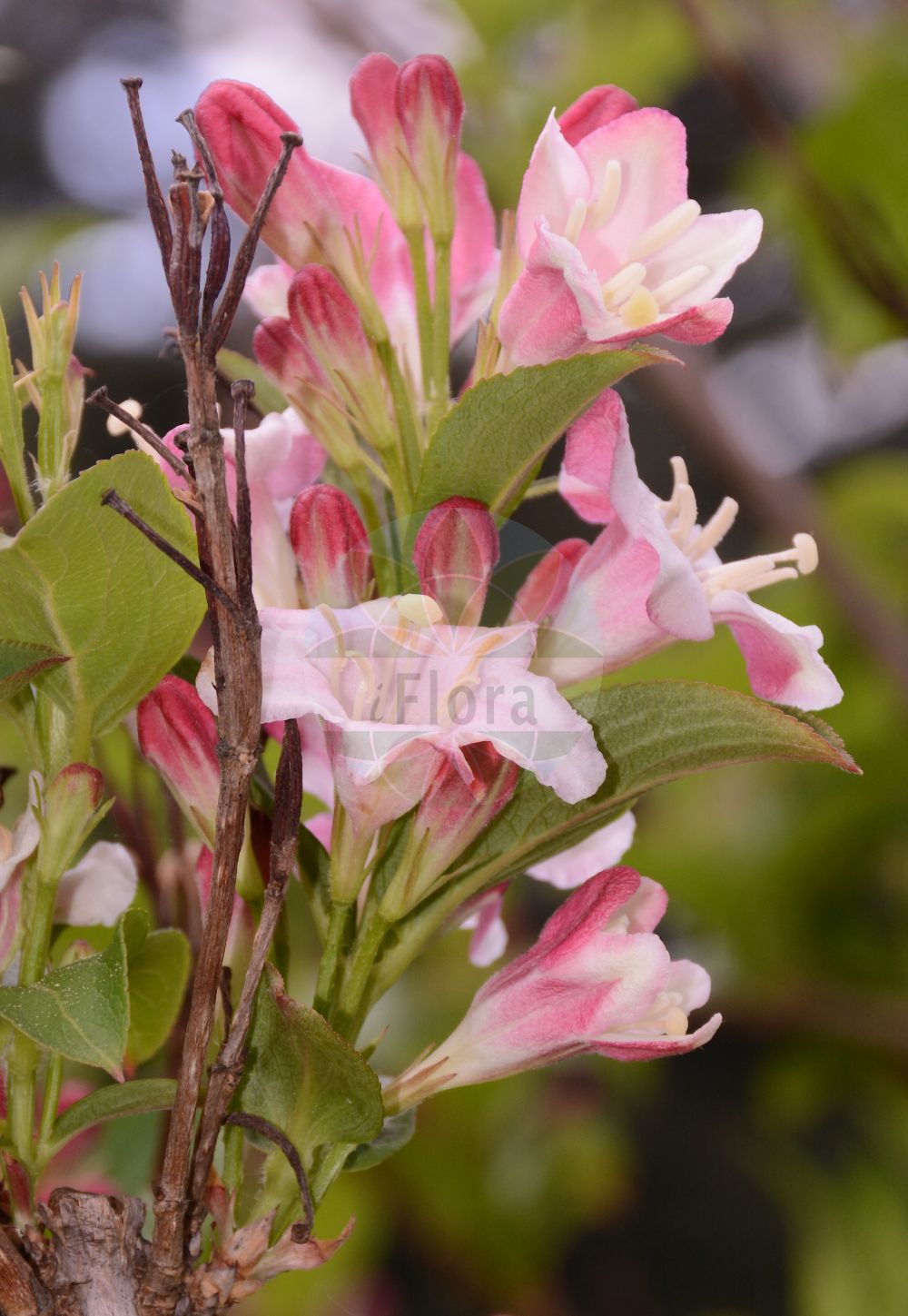 Weigela floribunda - Caprifoliaceae