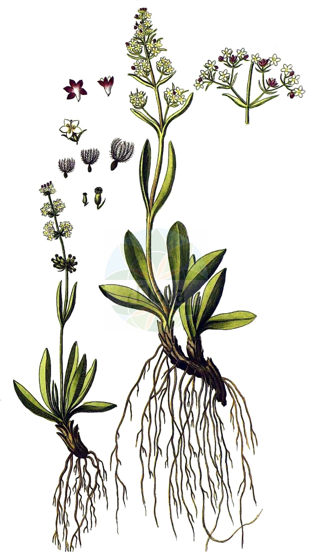 Valeriana celtica - Caprifoliaceae,Plantae,Pteridobiotina,Angiosperms,Dipsacales,Caprifoliaceae,Valeriana,Valeriana celtica,Valeriana celtica subsp. norica, Valeriana norica,Keltischer Baldrian;Roter Speik;Baldrian-Speik;Echter Speik;Norischer Baldrian;Valériane celte;salvince;valériane nard-celtique;Valeriana celtica;валериана кельтская