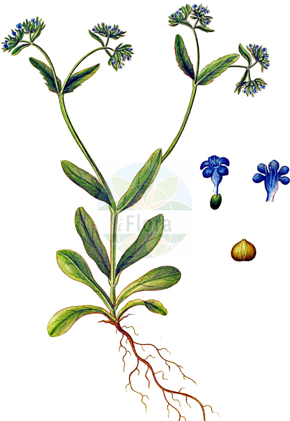 Valeriana rimosa - Caprifoliaceae,Plantae,Pteridobiotina,Angiosperms,Dipsacales,Caprifoliaceae,Valeriana,Valeriana rimosa,Fedia auricula, Fedia laxiflora, Fedia olitoria, Fedia tridentata, Masema auricula, Valeriana auriculata, Valerianella auricula, Valerianella dentata f. rimosa, Valerianella laxiflora, Valerianella rimosa,Gefurchtes Rapünzchen;Geöhrter Feldsalat;Gefurchter Feldsalat;Gefurchter Ackersalat;broad-fruited cornsalad;Valérianelle sillonnée;mâche sillonnée;valérianelle petite-oreille;valérianelle oreillette;mâche auriculée;valérianelle à oreilles;mâche à fruits sillonnés;valerianela rimosa;Gallinella liscia;agnellino bianco;ängs-syra;geoorde veldsla;валерианелла щелистая;валерьяночка трещиноплодная;haraqinëz;haraqinëz rimoza;valerianel·la;brazdasti matovilac;ängs-svingel;blåklynne;åkerklynne;roszpunka bruzdkowana;brazdasti motovilec;füles galambbegy;kozlíček štěrbinatý;kozliček štrbinatý;valeriánka škárkatá;мласкавець щілинний;гладкоплодна мотовилка;уховидноплодна мотовилка;uurrevuonankaali