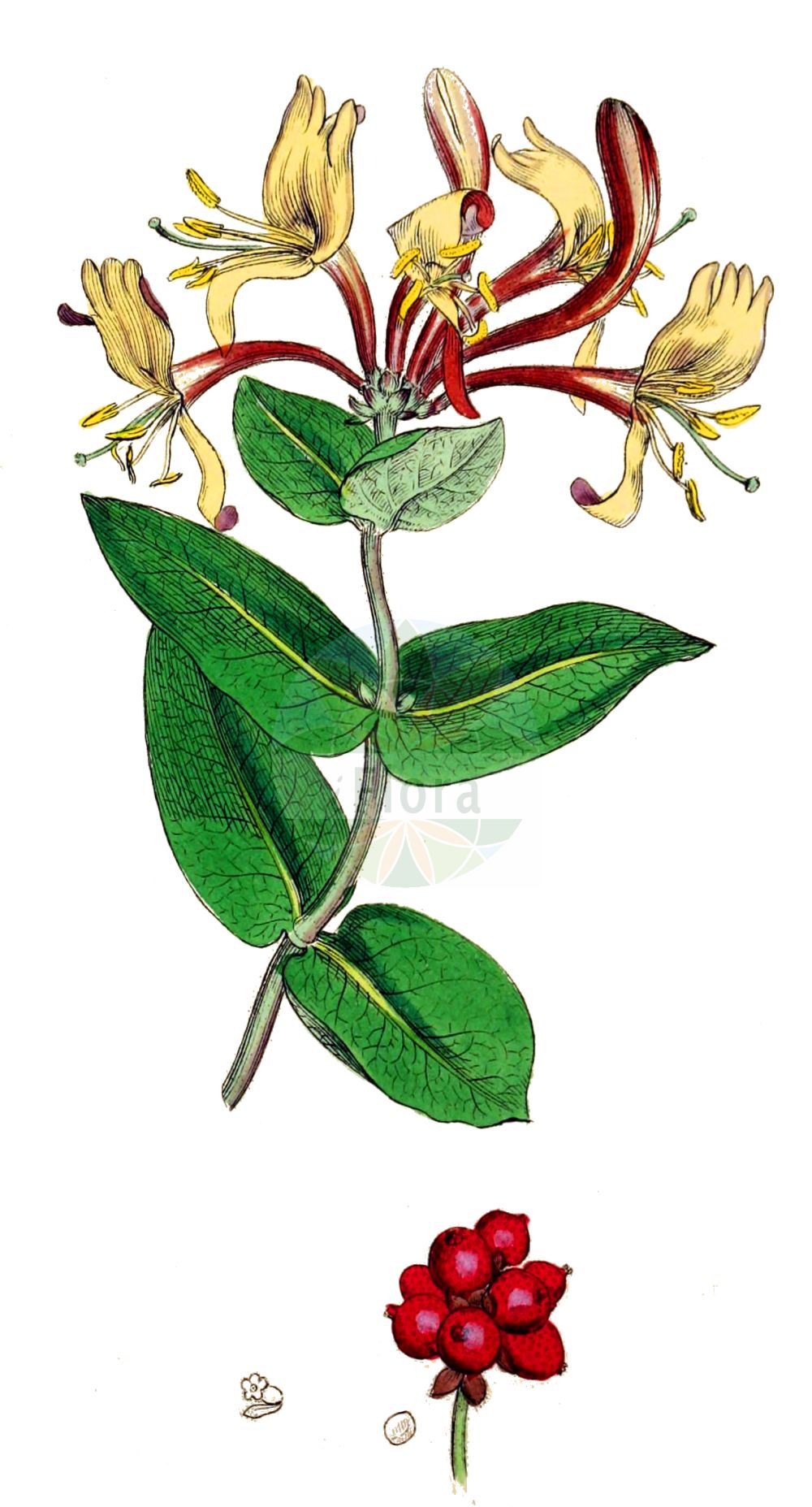 Lonicera periclymenum - Caprifoliaceae,Plantae,Pteridobiotina,Angiosperms,Dipsacales,Caprifoliaceae,Lonicera,Lonicera periclymenum,Caprifolium distinctum, Caprifolium germanicum, Caprifolium periclymenum, Caprifolium quercifolium, Caprifolium semperflorens, Euchylia verticillata, Lonicera odora, Lonicera periclymenum f. sublobata, Lonicera periclymenum var. belgica, Lonicera periclymenum var. hirsuta, Lonicera periclymenum var. parviflora, Lonicera periclymenum var. quercifolia, Lonicera periclymenum var. serotina, Lonicera periclymenum var. vulgaris, Periclymenum germanicum, Periclymenum vulgare,Wald-Heckenkirsche;Deutsche Heckenkirsche;Wald-Geißblatt;Deutsches Geißblatt;honeysuckle;common honeysuckle;duck honeysuckle;woodbine;european honeysuckle;Chèvrefeuille des bois;camérisier des bois;barbe de chèvre;broquebique;chèvrefeuille périclymène;cranquillier;herbe à la vierge;herbe de la Pentecôte;lonicéra des bois;lonicéra périclymène;périclymène;madreselva;manitas de Dios;manitas de la Virgen;parra silvesre;zapatillas de la Virgen;Caprifoglio atlantico;abbraccia-bosco;lonicera periclimeno;caprifoglio;ängs-gröe;wilde kamperfoelie;madressilva;madressilva-das-boticas;madressilva-do-periclímeno;madressilva-esverdeada;madressilva-sem-pêlos;жимолость вьющаяся;çoban asması;dorëzonjë;lavardhë;dolcamel;lligabosc atlàntic;mareselva;xuclamel;šumska kozja krv;vildkaprifol;almindelig gedeblad;kozieniec;wiciokrzew pomorski;búbos lonc;zimolez ovíjivý;zemolez ovíjavý