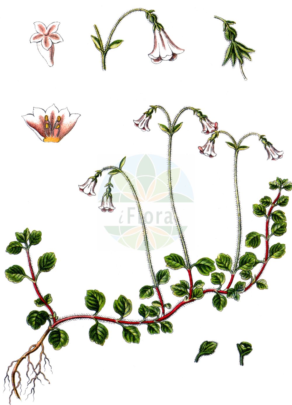 Linnaea borealis - Caprifoliaceae,Plantae,Pteridobiotina,Angiosperms,Dipsacales,Caprifoliaceae,Linnaea,Linnaea borealis,Linnaea albiloba, Linnaea americana f. candicans, Linnaea amoenula, Linnaea australis, Linnaea borealis f. arctica, Linnaea borealis subsp. borealis, Linnaea borealis var. borealis, Linnaea foveolata, Linnaea jugosa, Linnaea longiflora, Linnaea parvisignata, Linnaea pseudoproterantha, Linnaea pyrrosema, Linnaea roseoalba, Linnaea rotundata, Linnaea subconfluens, Linnaea subjugosa, Linnaea subsulcata, Linnaea subviolascens, Linnaea sulcata, Linnaea tenuiflora, Linnaea tenuisignata, Linnaea tenuisulcata, Linnaea vicina,Moosglöckchen;Erdglöckchen;Nordisches Moosglöckchen;twinflower;Linnée boréale;Linnea;ängs-korn;noords linnaeusklokje;Linnaeusklokje;линнея северная;linnea;almindelig linnæa;nordisk linnæa;linnea północny;zimoziół północny;rinnesô;リンネソウ;severna linejevka;zimozel severní;linnéovka severná;ліннея північна;harilik harakkuljus;ziemeļu lineja;linnea;vanamo;šiaurinė linėja