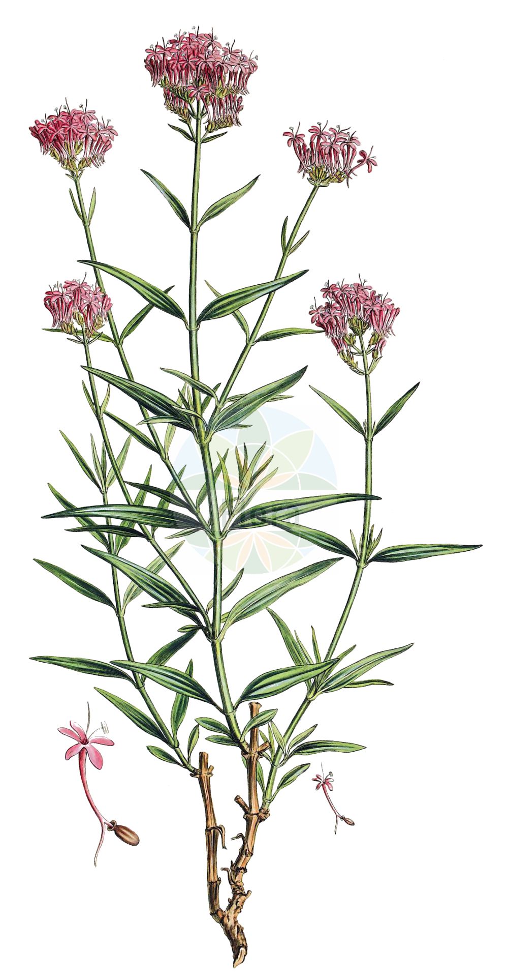 Valeriana angustifolia - Caprifoliaceae,Plantae,Pteridobiotina,Angiosperms,Dipsacales,Caprifoliaceae,Valeriana,Valeriana angustifolia,Centranthus angustifolius, Ocymastrum angustifolium, Valeriana monandra,Schmalblättrige Spornblume;Centranthe à feuilles étroites;hierba de mil flores;Camarezza a foglie sottili;andianeta;кентрантус узколистный;andianeta;kozłek wąskolistny