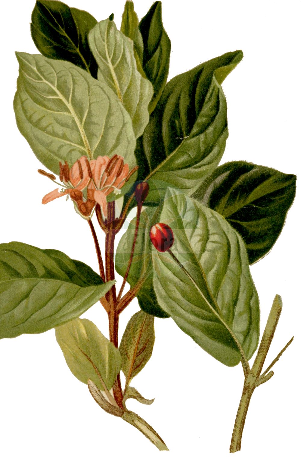 Lonicera alpigena - Caprifoliaceae,Plantae,Pteridobiotina,Angiosperms,Dipsacales,Caprifoliaceae,Lonicera,Lonicera alpigena,Caprifolium alpigenum, Caprifolium alpinum, Chamaecerasus alpigena, Euchylia alpigena, Isika alpigena, Isika lucida, Xylosteon alpigenum, Xylosteon alpinum, Xylosteum sibiricum,Alpen-Heckenkirsche;Alpen-Geißblatt;alpine honeysuckle;cherry woodbine;Chèvrefeuille alpestre;camérisier des Alpes;chèvrefeuille des Alpes;cerisier des Alpes;frôle;lonicéra des Alpes;Caprifoglio alpino;caprifoglio delle Alpi;conieceraso;madreselva alpina;ciliegia bastarda;ciliegia di monte;ciliegia selvatica;ängs-klocka;alpenkamperfoelie;жимолость альпийская;dorëzonjë;lavardhë;dités;gosul;xuclamel alpí;planinska kozja krv;alptry;suchodrzew alpejski;wiciokrzew alpejski;planinsko kosteničevje;алпско пасје грожђе