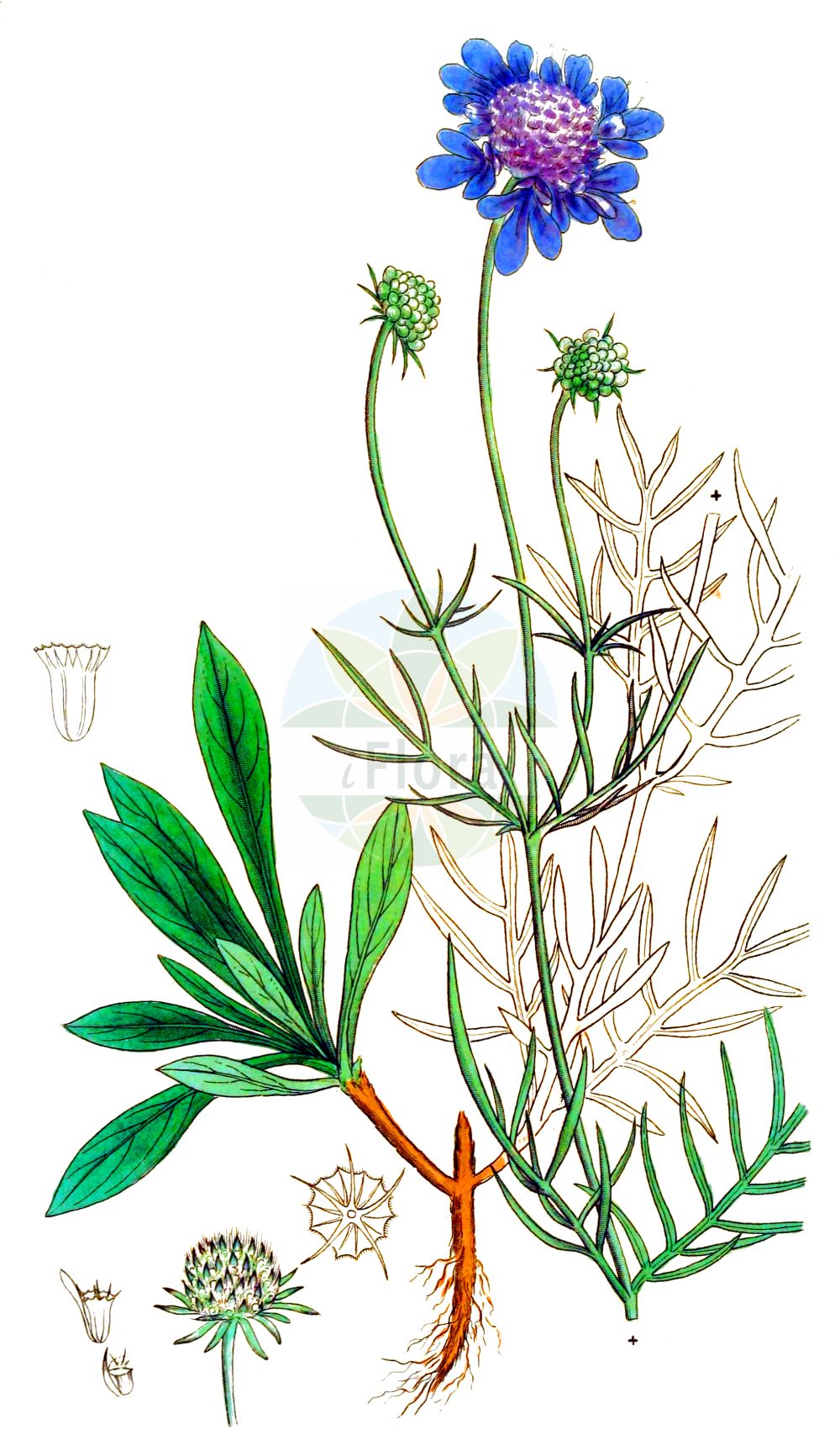 Scabiosa canescens - Caprifoliaceae,Plantae,Pteridobiotina,Angiosperms,Dipsacales,Caprifoliaceae,Scabiosa,Scabiosa canescens,Asterocephalus canescens, Asterocephalus suaveolens, Columbaria canescens, Columbaria suaveolens, Scabiosa asterocephala, Scabiosa suaveolens, Scabiosa virga-pastoris,Graue Skabiose;Wohlriechende Skabiose;grey scabious;scabieuse blanchâtre;scabieuse odorante;vedovina crenata;скабиоза серая;скабиоза собачья;boz uyuzotu;sivkasta zvjezdoglavka;luktvädd;vellugtende skabiose;driakiew wonna;szürkés ördögszem;hlaváč šedavý;hlaváč šedavý;hlaváč sivastý