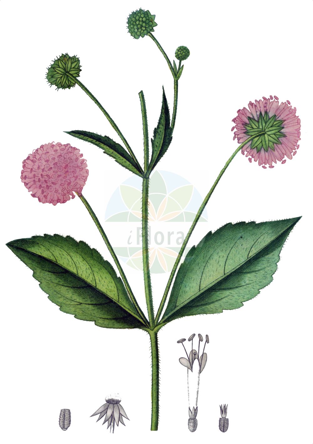 Knautia drymeia - Caprifoliaceae,Plantae,Pteridobiotina,Angiosperms,Dipsacales,Caprifoliaceae,Knautia,Knautia drymeia,Anisodens longifolius, Anisodens sylvaticus, Astrocephalus ciliata, Astrocephalus sylvatica, Knautia sylvatica, Scabiosa pannonica, Scabiosa sylvatica, Succisa ciliata, Trichera drymeia, Trichera pannonica, Trichera sylvatica,Ungarische Witwenblume;Breitblättrige Ungarische Witwenblume;Balkan-Witwenblume;hungarian scabious;Knautie des chênaies;knautie de Hongrie;Ambretta dei querceti;короставник лесной;velika kulağı;mekanodlakava prženica;ogrsko grabljišče;magyar varfű;chrastavec křovištní;chrastavec kroviskový