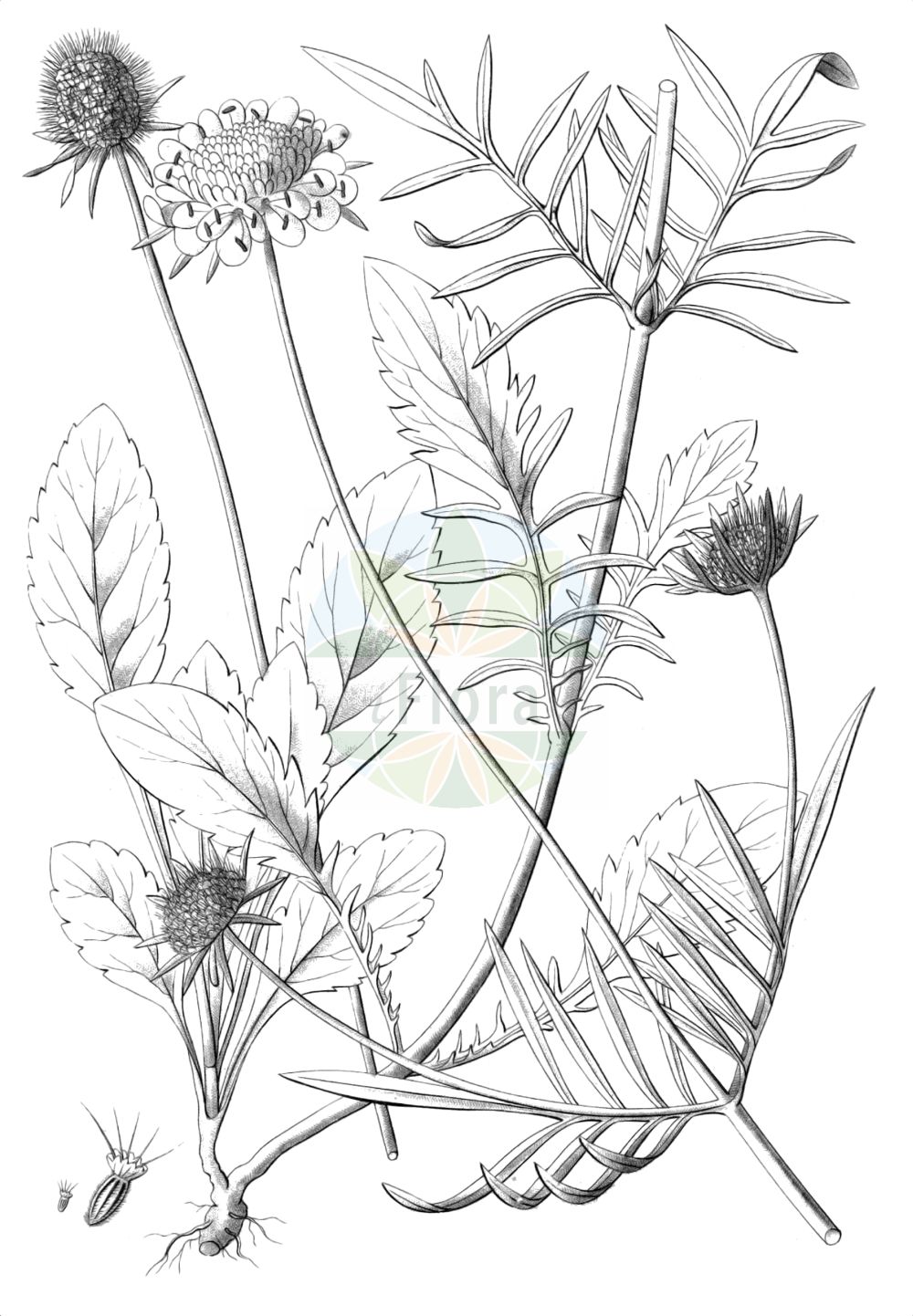 Scabiosa lucida - Caprifoliaceae,Plantae,Pteridobiotina,Angiosperms,Dipsacales,Caprifoliaceae,Scabiosa,Scabiosa lucida,Asterocephalus hladnikianus, Asterocephalus lucidus, Asterocephalus strictus, Columbaria glabrescens, Columbaria norica, Scabiosa calcarea, Scabiosa calcicola, Scabiosa glabrescens, Scabiosa guitardi, Scabiosa krasanii, Scabiosa norica, Scabiosa opaca, Sclerostemma lucidum,Glänzende Skabiose;Glanz-Skabiose;glossy scabious;shining scabious;Scabieuse luisante;Vedovina alpestre;vedovine alpestre;скабиоза блестящая;скабиоза светлая;svjetlucava zvjezdoglavka;driakiew lśniąca;bleščeči grintavec;ördögszem;hlaváč lesklý;hlaváč lesklý;скабіоза матова
