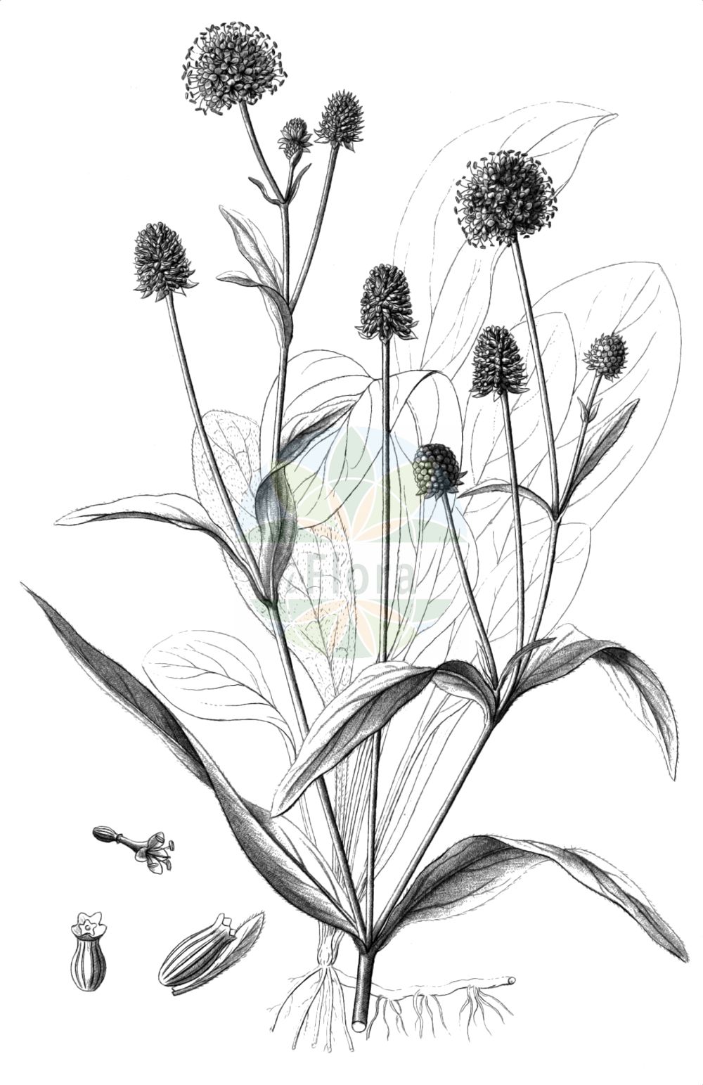 Succisella inflexa - Caprifoliaceae,Plantae,Pteridobiotina,Angiosperms,Dipsacales,Caprifoliaceae,Succisella,Succisella inflexa,Lepicephalus inflexus, Scabiosa australis, Scabiosa inflexa, Scabiosa pseudaustralis, Scabiosa triumfetti, Succisa atropurpurea, Succisa australis, Succisa inflexa,Eingebogener Moorabbiss;Südlicher Teufelsabbiss;Östlicher Teufelsabbiss;southern succisella;devil's bit;succiselle infléchie;vedovina rizomatosa;синяк изогнутый;сукцизелла согнутая;suçizelë;vriežovita preskočica;czarcikęsik Kluka;navadni objed;csonkaír;малий комонник зігнутий;прескочица;melsvažiedis ratenas