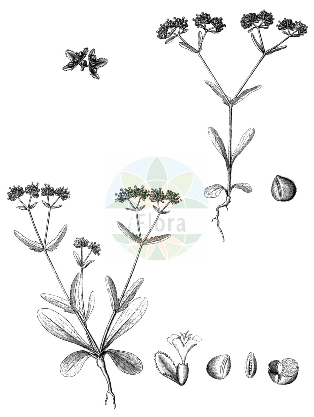 Valeriana locusta - Caprifoliaceae,Plantae,Pteridobiotina,Angiosperms,Dipsacales,Caprifoliaceae,Valeriana,Valeriana locusta,Fedia caerulea, Fedia ecalyculata, Fedia locusta, Fedia olitaria, Fedia olitcria, Fedia paniculata, Fedia striata, Locusta communis, Masema olitorium, Valeriana locusta var. olitoria, Valeriana olitoria, Valerianella caerulea, Valerianella locusta, Valerianella locusta, Valerianella lusitanica, Valerianella olitoria, Valerianella pusilla, Valerianella rhombicarpa, Valerianella striata,Gewöhnliches Rapünzchen;Gewöhnlicher Feldsalat;Ackersalat;Rapunzel;Echter Feldsalat;Sonnenwirbele;Echter Ackersalat;common cornsalad;european corn salad;lamb's lettuce;lewiston cornsalad;cornsalad;Doucette;Rampon;Mâche;valérianelle commune;manchette;valérianelle potagère;mâche potagère;hierba de los canónigos;lechuga de campo;valerianela;dulceta;alfaces;canónigos;lechuga de cordero;valeriana comestible;valerianilla portuguesa;Gallinella comune;dolcetta;lattughella;gallinetta;agnello azurro;valerianella;agnellino;lattughetta;veldsla;gewone veldsla;alface-de-cordeiro;alface-cordeirinho;alface-de-coelho;alface-de-terra;saboia;valeriana-hortense;valerianinha;валерианелла колосковая;валерианелла колосковидная;валерианелла малая;валерианелла овощная;валерьяница колосковая;валерьяница овощная;nazlı kuzugevreği;haraqinëz;haraqinëz lokusta;marule lepuri;canonges;dolcetes;enciamets de la Mare de Déu;herba dels canonges;margaridetes;marietes;valerianel·la;obični matovilac;vårsallat;vårklynne;tandfri vårsalat;roszpunka warzywna;nojisha;ノジシャ;navadni motovilec;saláta galambbegy;kozlíček polníček;kozliček locíikový;valeriánka poľná;мласкавець колосковий;класовидна мотовилка;полска мотовилка;põldkännak;salātu baldriņš;vårsalat;rantavuonankaali;salotinė sultenė