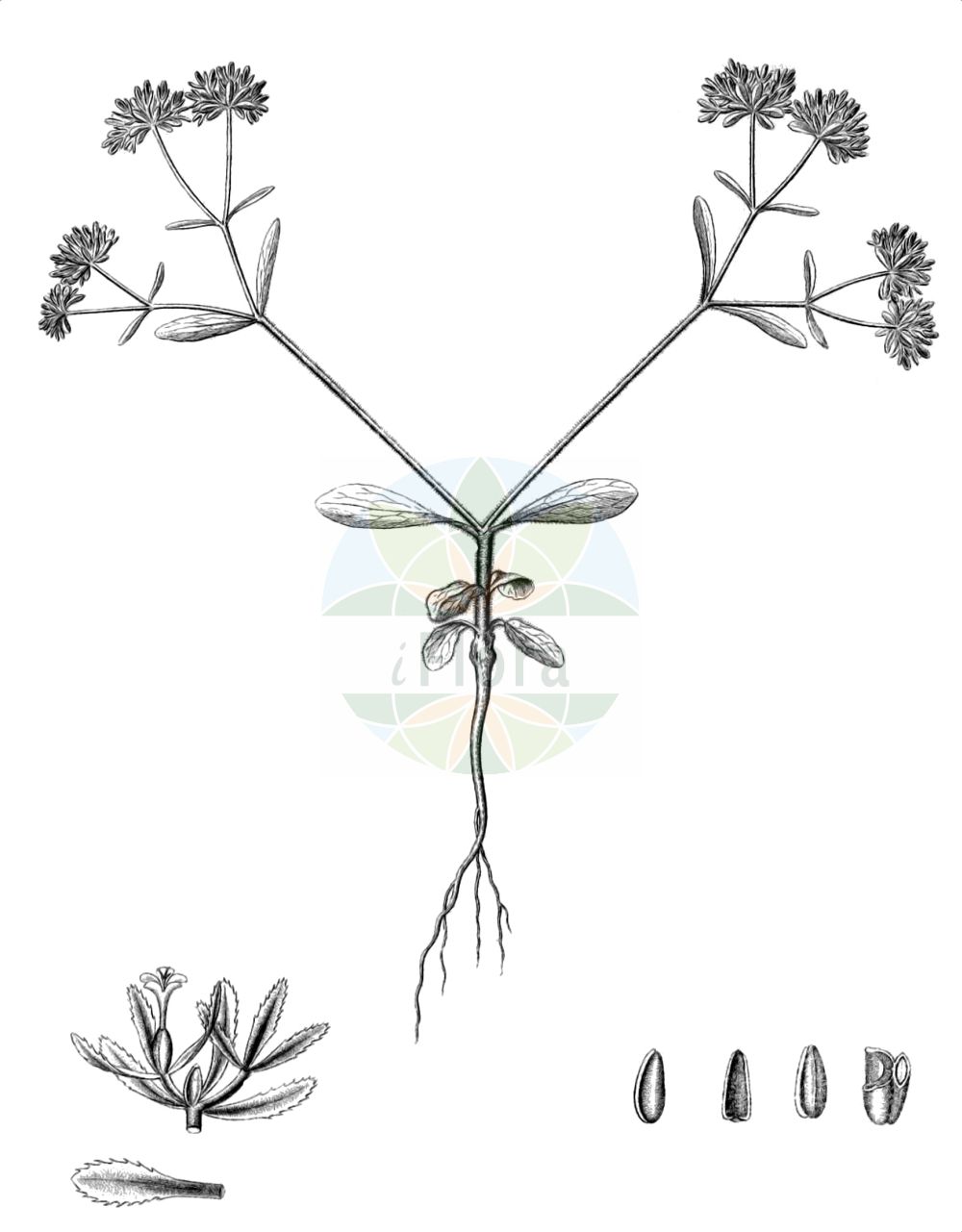 Valeriana carinata - Caprifoliaceae,Plantae,Pteridobiotina,Angiosperms,Dipsacales,Caprifoliaceae,Valeriana,Valeriana carinata,Fedia carinata, Fedia quadrangularis, Masema carinatum, Valerianella carinata, Valerianella locusta f. carinata, Valerianella praecox,Gekieltes Rapünzchen;Kiel-Feldsalat;Gekielter Feldsalat;Gekielter Ackersalat;keeled-fruited cornsalad;keeled-fruit corn salad;keel-fruited corn salad;european cornsalad;Valérianelle carénée;mâche à carène;mâche carénée;valérianelle en carène;valerianela carinada;Gallinella carenata;agnellino bluastro;arabiskt kaffe;gekielde veldsla;gegroefde veldsla;alface-azul;валерианелла килеватая;валерианелла килевая;sandal kuzugevreği;haraqinëz;valerianel·la;hrptasti matovilac;blekklynne;roszpunka ostrogrzbiecista;gredljati motovilec;hasábos galambbegy;kozlíček kýlnatý;kozliček kýlový;valeriánka žliabkatá;мласкавець кілястий;ладиеплодна мотовилка;ръбеста мотовилка;talkavuonankaali;valeryanit hakkerinim;וָלֶרְיָנִית הַקְּרִינִים