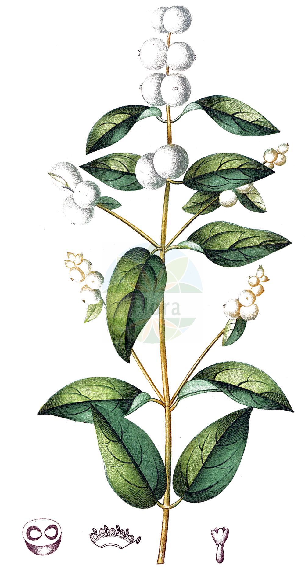 Symphoricarpos albus - Caprifoliaceae,Lonicera alba, Lonicera racemosa, Symphoria albus, Symphoria elongata, Symphoria glauca, Symphoria heterophylla, Symphoria leucocarpa, Symphoria macrocarpa, Symphoria racemosa, Symphoricarpos albus var. albus, Symphoricarpos albus var. ovatus, Symphoricarpos albus var. pauciflorus, Symphoricarpos elongatus, Symphoricarpos heterophyllus, Symphoricarpos leucocarpa, Symphoricarpos leucocarpus, Symphoricarpos pauciflorus, Symphoricarpos racemosus, Symphoricarpos racemosus var. pauciflorus, Vaccinium album, Xylosteon album,Plantae,Pteridobiotina,Angiosperms,Dipsacales,Caprifoliaceae,Symphoricarpos,Symphoricarpos albus,Weiße Schneebeere;Gemeine Schneebeere;Knallerbse;Knackbeere;Gewöhnliche Schneebeere;Schneebeere;snowberry;common snowberry;Symphorine blanche;arbre aux perles;symphorine à grappes;symphorine à fruits blancs;symphorine commune;bola de nieve;bolitas de nieve;perlitas;Lacrime d'Italia;sinforicarpo comune;Amerikaanse vlier;druifsneeuwbes;sneeuwbes;sinforicarpo;снежноягодник белый;снежноягодник белый гладкий;снежноягодник ручейный;inxhi;perler;biserak;snöbär;hvid snebær;snebær;śnieguliczka biała;śnieguliczka białojagodowa;bela pamela;pokec;fehér hóbogyó;pámelník bílý;imelovník biely;сніжноягідник прирічковий;булчино цвете;бял маргарит;harilik lumimari;baltā sniegoga;strautu sniegoga;snøbær;baltuogė meškytė