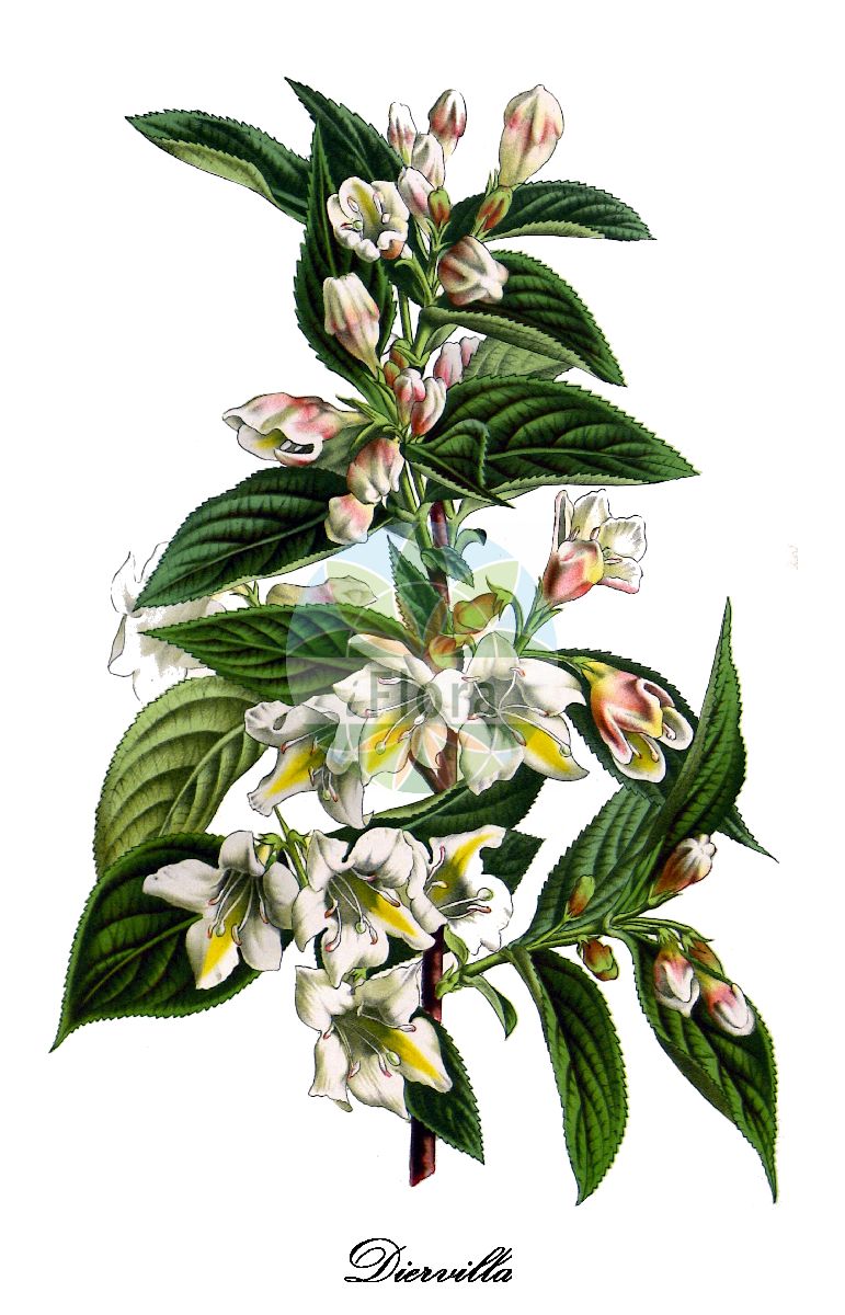 Diervilla - Caprifoliaceae,Plantae,Pteridobiotina,Angiosperms,Dipsacales,Caprifoliaceae,Diervilla,Buschgeißblatt