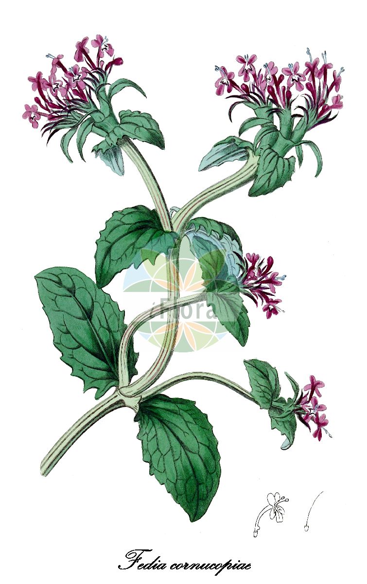 Valeriana cornucopiae - Caprifoliaceae,Plantae,Pteridobiotina,Angiosperms,Dipsacales,Caprifoliaceae,Valeriana,Valeriana cornucopiae,Fedia cornucopiae, Fedia cornucopiae var. scorpioides, Fedia graeca, Fedia incrassata, Fedia langei, Fedia scorpioides, Mitrophora cornucopia, Valerianella cornucopiae,Afrikanischer Baldrian;Algiersalat;fédia corne-d'abondance;valériane d'Alger;corne d'abondance;fedia;cornucopia;disparates del campo;sangre de Cristo;sangre de doncella;teta de vaca;trompetillos;zapaticos;zapaticos del Señor;lattughella;alface-de-argel;cornucópia;валериана африканская;рог изобилия;федия рогатая;fèdia