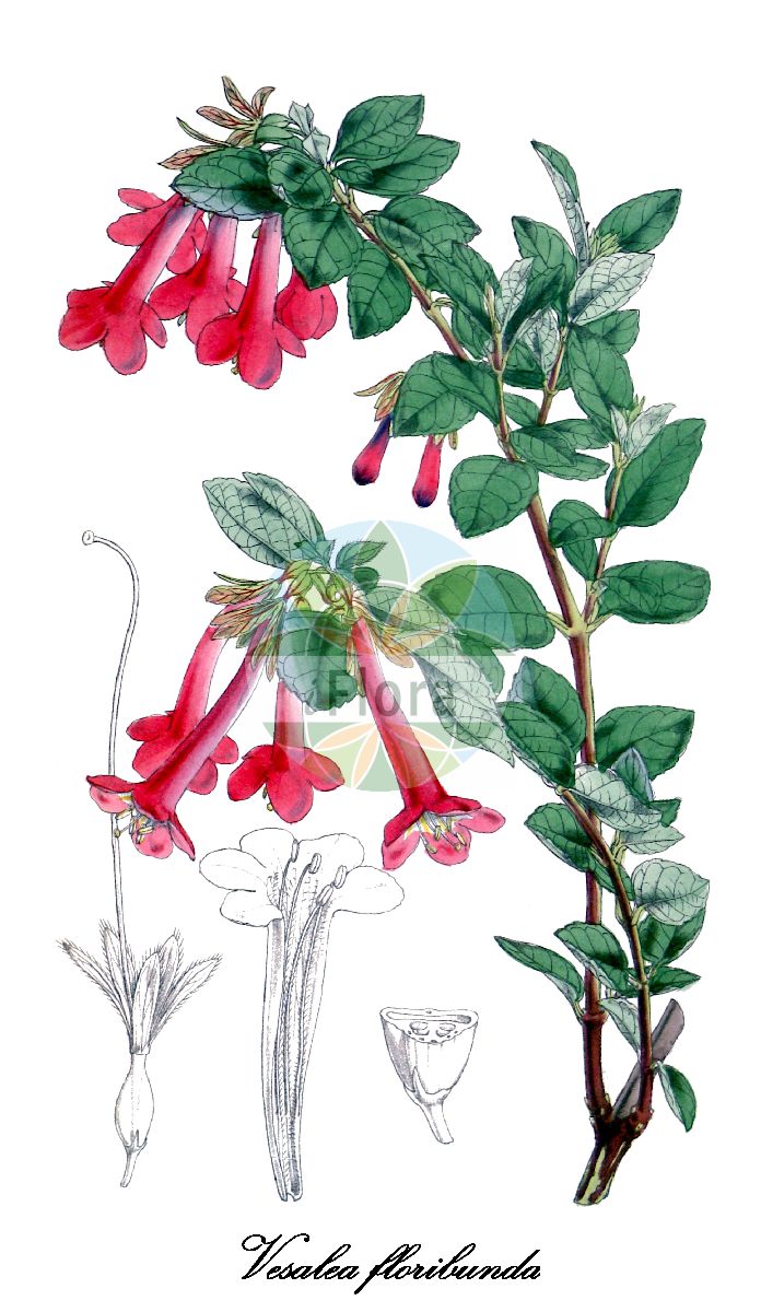 Linnaea floribunda - Caprifoliaceae,Plantae,Pteridobiotina,Angiosperms,Dipsacales,Caprifoliaceae,Linnaea,Linnaea floribunda,Abelia floribunda, Abelia floribunda var. foliacea, Abelia hirsuta, Abelia speciosa, Vesalea floribunda, Vesalea hirsuta