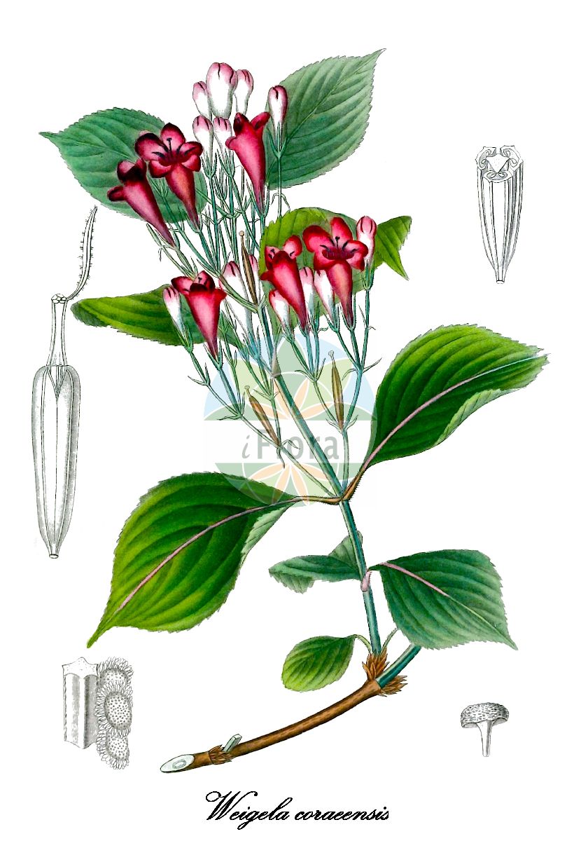 Weigela coraeensis - Caprifoliaceae,Plantae,Pteridobiotina,Angiosperms,Dipsacales,Caprifoliaceae,Weigela,Weigela coraeensis,Diervilla amabilis, Diervilla coraeensis, Diervilla fallax, Diervilla grandiflora, Weigela biformis, Weigela desboisii, Weigela fallax, Weigela fragrans, Weigela grandiflora, Weigela groenewegenii, Weigela intermedia, Weigela metelerkampi