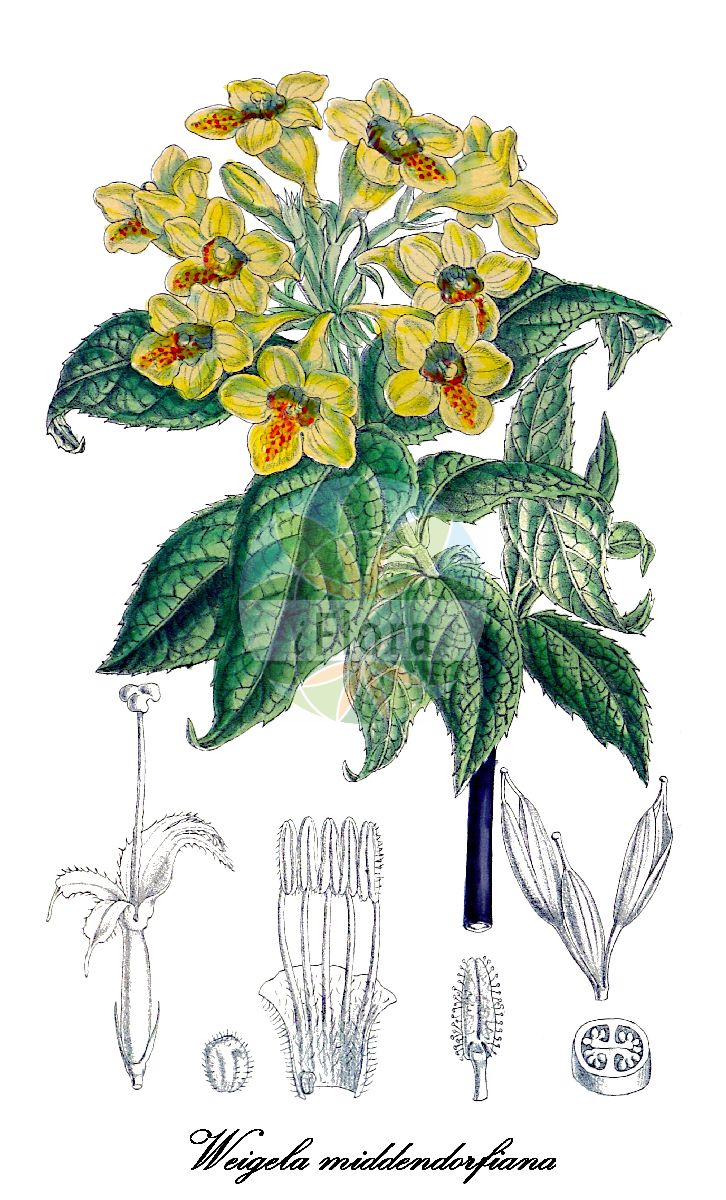 Weigela middendorfiana - Caprifoliaceae