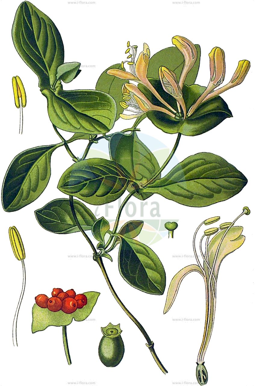 Lonicera caprifolium - Caprifoliaceae,Plantae,Pteridobiotina,Angiosperms,Dipsacales,Caprifoliaceae,Lonicera,Lonicera caprifolium,Caprifolium atropurpureum, Caprifolium germanicum, Caprifolium hortense, Caprifolium italicum, Caprifolium magnevilleae, Caprifolium pallidum, Caprifolium perfoliatum, Caprifolium rotundifolium, Caprifolium sylvaticum, Caprifolium vulgare, Lonicera pallida, Lonicera suavis, Periclymenum italicum, Periclymenum perfoliatum,Wohlriechendes Geißblatt;Jelängerjelieber;Garten-Geißblatt;Echtes Geißblatt;perfoliate honeysuckle;goat's leaves;italian woodbine;sweet honeysuckle;Chèvrefeuille des jardins;barbe de chèvre;chèvrefeuille commun;lonicéra chèvrefeuille;lonicéra des jardins;madreselva;Caprifoglio comune;caprifoglio;abbracciabosco;legabosco;madreselva comune;manicciola;uva di San Giovanni;ängs-kavle;tuinkamperfoelie;rаприфоль;жимолость душистая;жимолость каприфоль;жимолость козья;hanımeli;dorëzonjë;lavardhë;prava kozja krv;kaprifol;kozilistek;wiciokrzew przewiercień;jerikói lonc;zimolez kozí list;zemolez kozí;жимолость козолиста