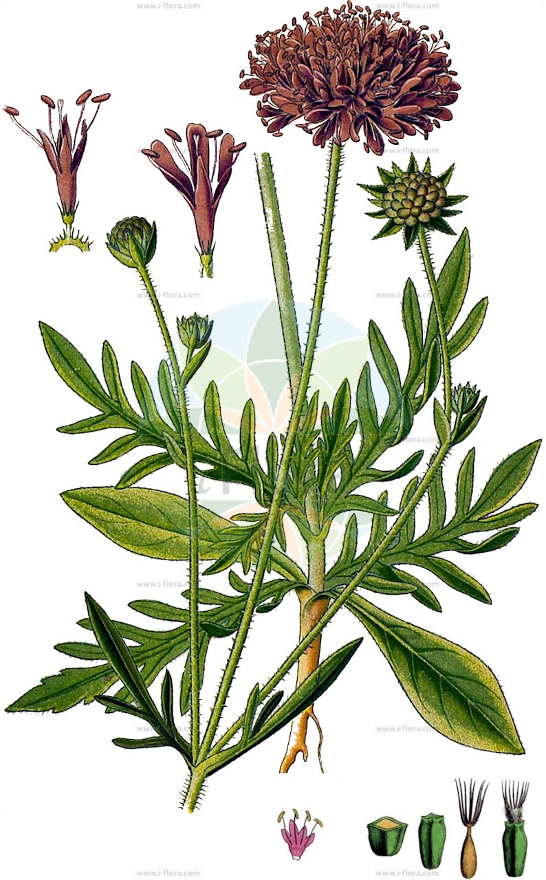 Knautia arvensis - Caprifoliaceae,Plantae,Pteridobiotina,Angiosperms,Dipsacales,Caprifoliaceae,Knautia,Knautia arvensis,Anisodens arvensis, Columbaria pratensis, Knautia alboi, Knautia alpigena, Knautia arvensis f. ceretanica, Knautia arvensis subsp. meridionalis, Knautia arvensis subsp. pannonica, Knautia arvensis subsp. rosea, Knautia arvensis var. alboi, Knautia arvensis var. involucrata, Knautia borderei, Knautia bosniaca, Knautia budensis, Knautia campestris, Knautia ceretana, Knautia communis, Knautia cupularis, Knautia dumetorum, Knautia dumetorum var. breindlinii, Knautia exaltata, Knautia hirsuta, Knautia indivisa, Knautia involucrata, Knautia kitaibelii subsp. alpigena, Knautia leucophaea, Knautia neglecta, Knautia pannonica, Knautia pannonica, Knautia subacaulis, Knautia subscaposa subsp. alboi, Knautia subscaposa var. alboi, Knautia timeroyi, Knautia variabilis, Scabiosa agrestis, Scabiosa alpigena, Scabiosa arvensis, Scabiosa arvensis var. rosea, Scabiosa bellidifolia, Scabiosa bohemica, Scabiosa campestris, Scabiosa hirsuta, Scabiosa mixta, Scabiosa montana, Scabiosa officinarum-arvensis, Scabiosa pratensis, Scabiosa radiata, Scabiosa subpubescens, Scabiosa timeroyi, Scabiosa trivialis, Scabiosa vulgaris, Succisa arvensis, Trichera arvensis, Trichera arvensis subsp. pannonica, Trichera arvensis subsp. pseudolongifolia, Trichera arvensis subsp. rosea, Trichera arvensis var. agrestis, Trichera arvensis var. stricta, Trichera bohemica, Trichera bosniaca, Trichera campestris, Trichera exaltata, Trichera hirsuta, Trichera indivisa, Trichera mollis, Trichera neglecta, Trichera timeroyi, Trichera trivialis, Trichera virgata,Wiesen-Witwenblume;Acker-Witwenblume;Gelbe Witwenblume;Gewöhnliche Acker-Witwenblume;Pannonische Acker-Witwenblume;Kitaibels Witwenblume;Feld-Witwenblume;Blassbraune Witwenblume;field scabious;field scabiosa;Knautie des champs;scabieuse des champs;oreille d'âne;langue de vache;langue de serpent;knautie de Timeroy;viuda silvestre;ambarina;escabiosa;escabiosa oficinal;fielera;hierba del sarampión;Ambretta comune;vedovella campestre;scabiosa dei prati;knautia campestre;orecchio d'asino;beemdkroon;erva-dos-prados;короставник полевой;knauta e arës;escabiosa borda;herba del mal de masclit;víudes bordes;poljska prženica;bastaard-ganzevoet;åkervädd;blåhat;świerzbnica polna;njivsko grabljišče;mezei varfű;chrastavec rolní;mușcatul dracului;chrastavec roľný;свербіжниця польова;полско краставче;harilik äiatar;tīruma pēterene;rødknapp;ketoruusuruoho;rauðkollur;обична прженица;плава удовица;dirvinė buožainė;κουφολάχανο