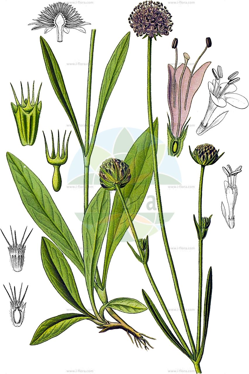Succisa pratensis - Caprifoliaceae,Plantae,Pteridobiotina,Angiosperms,Dipsacales,Caprifoliaceae,Succisa,Succisa pratensis,Asterocephalus succisa, Asterocephalus tomentosus, Lepicephalus succisa, Scabiosa borealis, Scabiosa glabrata, Scabiosa succisa, Scabiosa succisa var. arenaria, Scabiosa succisa var. grandifolia, Scabiosa succisa var. ovalis, Succisa altissima, Succisa angustula, Succisa aurigerana, Succisa beugesiaca, Succisa brevis, Succisa cagiriensis, Succisa cuspidata, Succisa dentata, Succisa elliptica, Succisa fuchsii, Succisa fuscescens, Succisa gigantea, Succisa glabrata, Succisa gracilescens, Succisa incisa, Succisa laetevirens, Succisa palustris, Succisa parvula, Succisa platyphylla, Succisa praemorsa, Succisa prativaga, Succisa procera, Succisa propera, Succisa pyrenaica, Succisa rhodanensis, Succisa sabauda, Succisa stricta, Succisa subacaulis, Succisa sylvatica, Succisa tardans, Succisa viretorum, Succisa vogesiaca, Succisa vulgaris,Gewöhnlicher Teufelsabbiss;Gemeiner Teufelsabbiss;Teufelsabbiss;Abbisskraut;devil's-bit scabious;devilsbit;Succise des prés;mors du diable;bâton du diable;charbon;herbe de Saint-Joseph;herbe du diable;scabieuse des bois;scabieuse succise;tête de loup;escabiosa mordida;bocado del diablo;escabiosa de raíz mordida;mordedura del diablo;mordiscón del diablo;Morso del diavolo;succisa;back-vial;blauwe knoop;morso-diabolico;erva-de-são-josé;escabiosa;escabiosa-de-raíz-troncada;escabiosa-dos-brejos;escabiosa-mordida;mordida-do-diabo;morso-diabólico;morso-do-diabo;morte-do-diabo;roida-do-diaboa;сивец выгрызенный;сивец луговой;gök çıbanotu;suçiza e livadhit;suçizë;escabiosa de bosc;escabiosa mossegada;herba de l'enaigament;mossegada del diable;piskavica;back-timjan;bäck-veronika;knappvädd;ängsvädd;djævelsbid;czarcikęs łąkowy;travniška izjevka;ördögharaptafű;čertkus luční;čertkus lúčny;комонник лучний;ливадна синьоглавка;peetrileht;pļavas vilkmēle;blåknapp;purtojuuri;stúfa;обични прескоч;пољски прескоч;pievinė miegalė
