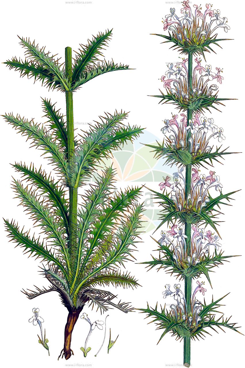 Morina persica - Caprifoliaceae,Plantae,Pteridobiotina,Angiosperms,Dipsacales,Caprifoliaceae,Morina,Morina persica,Asaphes nepalensis, Morina aucheri, Morina graeca, Morina orientalis, Morina persica subsp. turcica, Morina tournefortii, Morina verticillata, Morina wallichiana,морина персидская;merdiven çiçeği;shtruthull