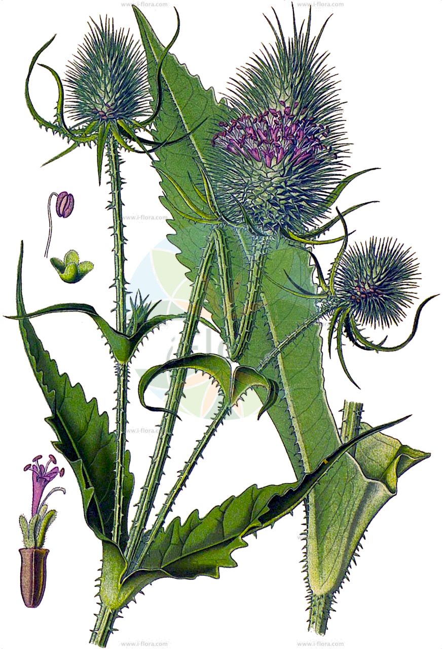 Dipsacus laciniatus - Caprifoliaceae,Plantae,Pteridobiotina,Angiosperms,Dipsacales,Caprifoliaceae,Dipsacus,Dipsacus laciniatus,Dipsacus microcephalus,Schlitzblatt-Karde;Gelappte Karde;Schlitzblättrige Karde;cut-leaved teasel;cutleaf teasel;Cardère découpée;cardère laciniée;Scardaccione sfrangiato;scardaccione laciniato;bastaard-saffran;slipbladige kaardebol;ворсянка разрезная;fesçitarağı;berunzë;krpasta češljugovina;szczeć wykrawana;deljenolistna ščetica;héjakútmácsonya;štětka dřípatá;štětka laločnatá;scaiete;varga-ciobanului;štetka laločnatá;štetka vykrojená;черсак розрізанолистий;нарязанолистна лугачка;високи водостањ;обична чешљуга;чешљаста чешљуговина;kered shasua;קֶרֶד שָׁסוּעַ