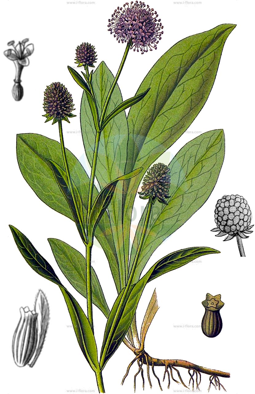 Succisella inflexa - Caprifoliaceae,Plantae,Pteridobiotina,Angiosperms,Dipsacales,Caprifoliaceae,Succisella,Succisella inflexa,Lepicephalus inflexus, Scabiosa australis, Scabiosa inflexa, Scabiosa pseudaustralis, Scabiosa triumfetti, Succisa atropurpurea, Succisa australis, Succisa inflexa,Eingebogener Moorabbiss;Südlicher Teufelsabbiss;Östlicher Teufelsabbiss;southern succisella;devil's bit;succiselle infléchie;vedovina rizomatosa;синяк изогнутый;сукцизелла согнутая;suçizelë;vriežovita preskočica;czarcikęsik Kluka;navadni objed;csonkaír;малий комонник зігнутий;прескочица;melsvažiedis ratenas