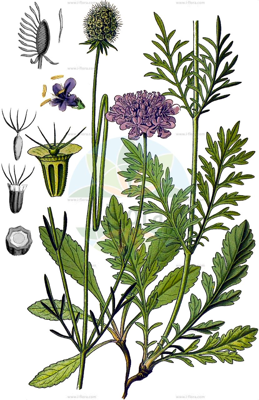 Scabiosa columbaria - Caprifoliaceae,Plantae,Pteridobiotina,Angiosperms,Dipsacales,Caprifoliaceae,Scabiosa,Scabiosa columbaria,Asterocephalus amoenus, Asterocephalus columbaria, Asterocephalus mollissimus, Asterocephalus pumilus, Asterocephalus pyrenaicus, Columbaria minor, Columbaria patens, Columbaria rubella, Columbaria vulgaris, Scabiosa acaulis, Scabiosa amoena, Scabiosa balbini, Scabiosa brigantiaca, Scabiosa caerulea, Scabiosa caesaraugustana, Scabiosa commutata, Scabiosa dubia, Scabiosa grisea, Scabiosa hyrcanica, Scabiosa koelzii, Scabiosa laciniata, Scabiosa levieri, Scabiosa longicincta, Scabiosa longipedunculata, Scabiosa nitida, Scabiosa nudicaulis, Scabiosa orophila, Scabiosa patens, Scabiosa peduncularis, Scabiosa permixta, Scabiosa polymorpha, Scabiosa pumila, Scabiosa purpurea, Scabiosa rubella, Scabiosa spreta, Scabiosa subalpina, Scabiosa thunbergii, Scabiosa tolosana, Sclerostemma columbarium, Succisa columbaria,Tauben-Skabiose;small scabious;dove scabious;dove pincushions;Scabieuse colombaire;bonnet bleu;escabiosa menor;amorseco;anillos;ardilaga;escabiosa de palomas;extática portuguesa;garrapizo;garzoya;viuda;viudita silvestre;Vedovina selvatica;rustica;scabiosa columbaria;duifkruid;escabiosa;скабиоза голубиная;uyuzotu;bar zgjebe pëllumb;pllumbini;escabiosa columbària;escabiosa de marge;golublja zvjezdoglavka;fältvädd;due-skabiose;driakiew gołębia;navadni grintavec;galambszín ördögszem;vajszínű ördögszem;hlaváč fialový;hlaváč fialový;скабіоза голубина;гълъбова самогризка;tui-tähtpea;bakkeknapp;kivikkotörmäkukka;голубија удовичица;коњушка;обична удовичица;удовичица;balandinė žvaigždūnė