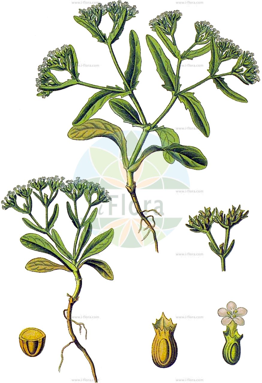 Valeriana eriocarpa - Caprifoliaceae,Plantae,Pteridobiotina,Angiosperms,Dipsacales,Caprifoliaceae,Valeriana,Valeriana eriocarpa,Fedia campanulata, Fedia eriocarpa, Fedia rugulosa, Valeriana incrassata, Valerianella campanulata, Valerianella cucullata, Valerianella eriocarpa, Valerianella eriocarpa var. intermedia, Valerianella incrassata, Valerianella plagiocyathus, Valerianella rugulosa