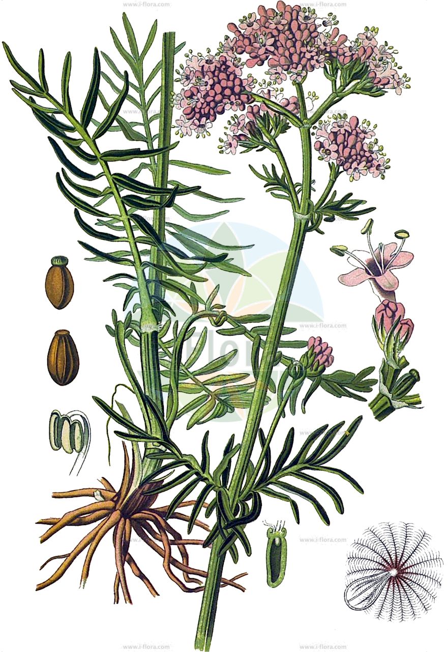 Valeriana officinalis - Caprifoliaceae,Plantae,Pteridobiotina,Angiosperms,Dipsacales,Caprifoliaceae,Valeriana,Valeriana officinalis,Valeriana alternifolia, Valeriana alternifolia f. angustifolia, Valeriana alternifolia f. verticillata, Valeriana alternifolia subsp. pseudocoreana, Valeriana alternifolia subsp. stubendorfiana, Valeriana alternifolia subsp. stubendorfii, Valeriana alternifolia var. angustifolia, Valeriana baltica, Valeriana chinensis, Valeriana coreana subsp. pseudoumbrosa, Valeriana dahurica, Valeriana elodea, Valeriana exaltata, Valeriana jacutica, Valeriana kuminoviana, Valeriana leiocarpa, Valeriana lucida, Valeriana lyratifolia, Valeriana major, Valeriana multiceps, Valeriana nipponica, Valeriana officinalis subsp. baltica, Valeriana officinalis subsp. exaltata, Valeriana officinalis var. alternifolia, Valeriana officinalis var. angustifolia, Valeriana officinalis var. latifolia, Valeriana officinalis var. officinalis, Valeriana officinalis var. sarkanyi, Valeriana pseudofficinalis, Valeriana pseudoumbrosa, Valeriana sinensis, Valeriana stubendorfiana, Valeriana stubendorfii, Valeriana stubendorfii f. angustifolia, Valeriana subbipinnatifolia, Valeriana transbaicalensis, Valeriana vulgaris,Arznei-Baldrian;Echter Arznei-Baldrian;Katzenwurzel;Arzneibaldrian;Echter Baldrian;Gewöhnlicher Arznei-Baldrian;Gebräuchlicher Baldrian;common valerian;garden valerian;Valériane officinale;herbe aux chats;valeriana comun;hierba de los gatos;valeriana común;alfeñique;balenziana;valeriana;valeriana de lqs boticas+F64887;valeriana silvestre;valeriana minore;erba-gatta;valeriana comune;back-förgätmigej;gewoone valeriaan;gewone valeriaan;echte valeriaan;erva-benedicta;erva-dos-gatos;valeriana;valeriana-das-boticas;valeriana-selvagem;валериана лекарственная;kediotu;haraqinë;haraqinë mjekësore;herba gatera;valeriana;valeriana vera;ljekoviti odoljen;avond-koekoeksbloem;vanlig vänderot;läkevänderot;læge-baldrian;kozłek lekarski;zdravilna špajka;mezei macskagyökér;orvosi macskagyökér;kozlík lékařský;odolean;kozlik lekársky;valeriána lekárska;валеріана висока;котешка билка;лечебна дилянка;harilikpalderjan;ārstniecības baldriāns;legevendelrot;rohtovirmajuuri;vaistinis valerijonas;xié cǎo;缬草
