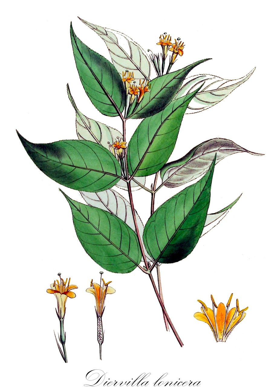 Diervilla lonicera - Caprifoliaceae,Plantae,Pteridobiotina,Angiosperms,Dipsacales,Caprifoliaceae,Diervilla,Diervilla lonicera,Diervilla acadiensis, Diervilla canadensis, Diervilla diervilla, Diervilla humilis, Diervilla longifolia, Diervilla lonicera var. hypomalaca, Diervilla lonicera var. lonicera, Diervilla lutea, Diervilla parvifolia, Diervilla tournefortii, Diervilla trifida, Lonicera diervilla,Buschgeißblatt;bush honeysuckle;northern bush honeysuckle