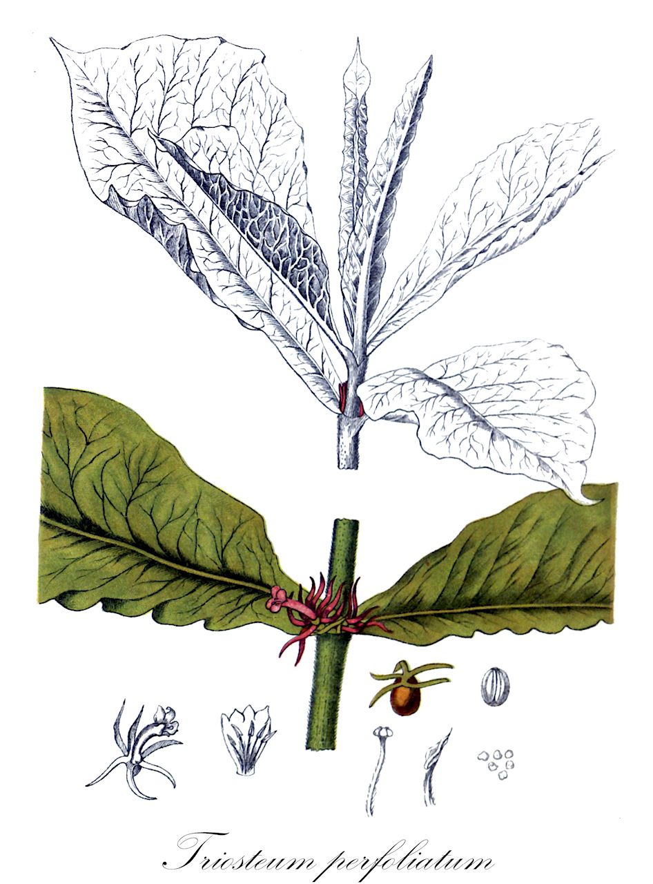 Triosteum perfoliatum - Caprifoliaceae,Plantae,Pteridobiotina,Angiosperms,Dipsacales,Caprifoliaceae,Triosteum,Triosteum perfoliatum,Karpaton hastatum, Triosteum connatum, Triosteum majus, Triosteum obovatum, Triosteum perfoliatum var. perfoliatum,Durchwachsenblättrige Fieberwurz
