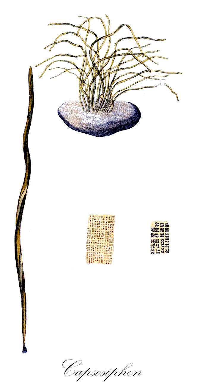 Capsosiphon - Solanaceae,Biota,Plantae,Chlorophyta,Chlorophytina,Ulvophyceae,Ulvales,Capsosiphonaceae,Capsosiphon,Ilea