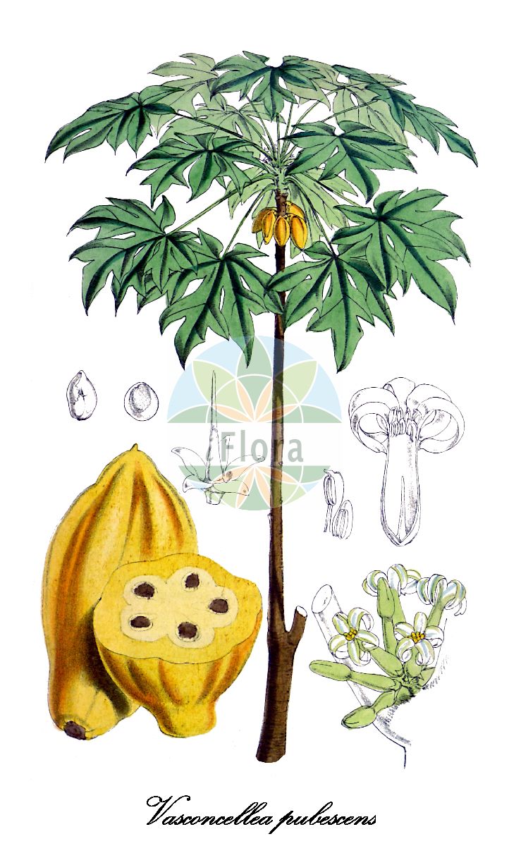Vasconcellea pubescens - Caricaceae,Plantae,Pteridobiotina,Angiosperms,Brassicales,Caricaceae,Vasconcellea,Vasconcellea pubescens,Carica candamarcensis, Carica cestriflora, Carica chiriquensis, Carica cundinamarcensis, Carica pubescens, Carica pubescens, Papaya cestriflora, Papaya cundinamarcencis, Papaya cundinamarcensis, Papaya pubescens, Vasconcellea cestriflora, Vasconcellea cundinamarcensis