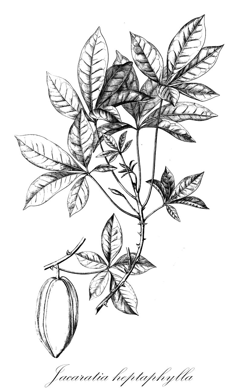 Jacaratia heptaphylla - Caricaceae,Plantae,Pteridobiotina,Angiosperms,Brassicales,Caricaceae,Jacaratia,Jacaratia heptaphylla,Carica heptaphylla