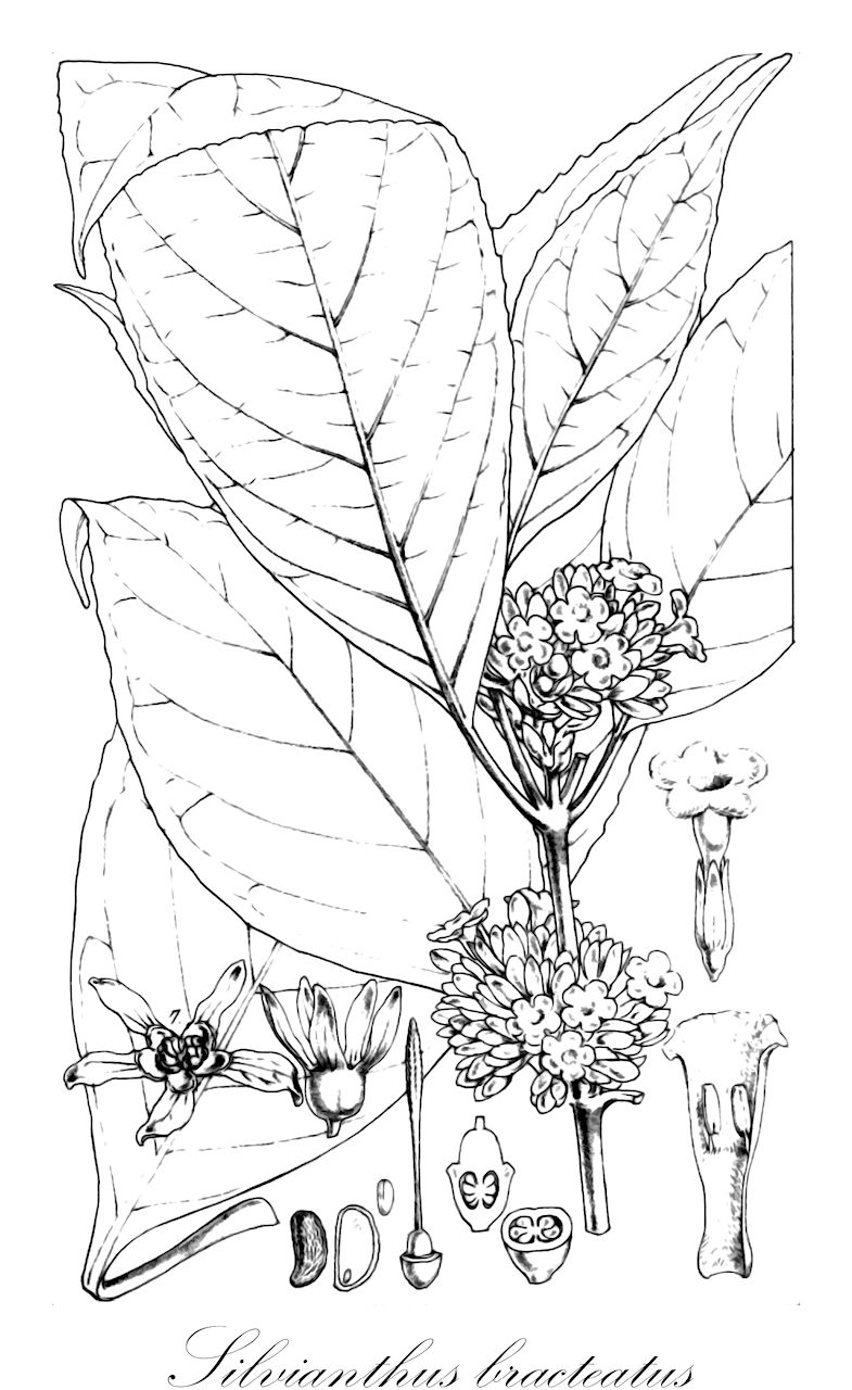 Silvianthus bracteatus - Carlemanniaceae,Plantae,Pteridobiotina,Angiosperms,Lamiales,Carlemanniaceae,Silvianthus,Silvianthus bracteatus