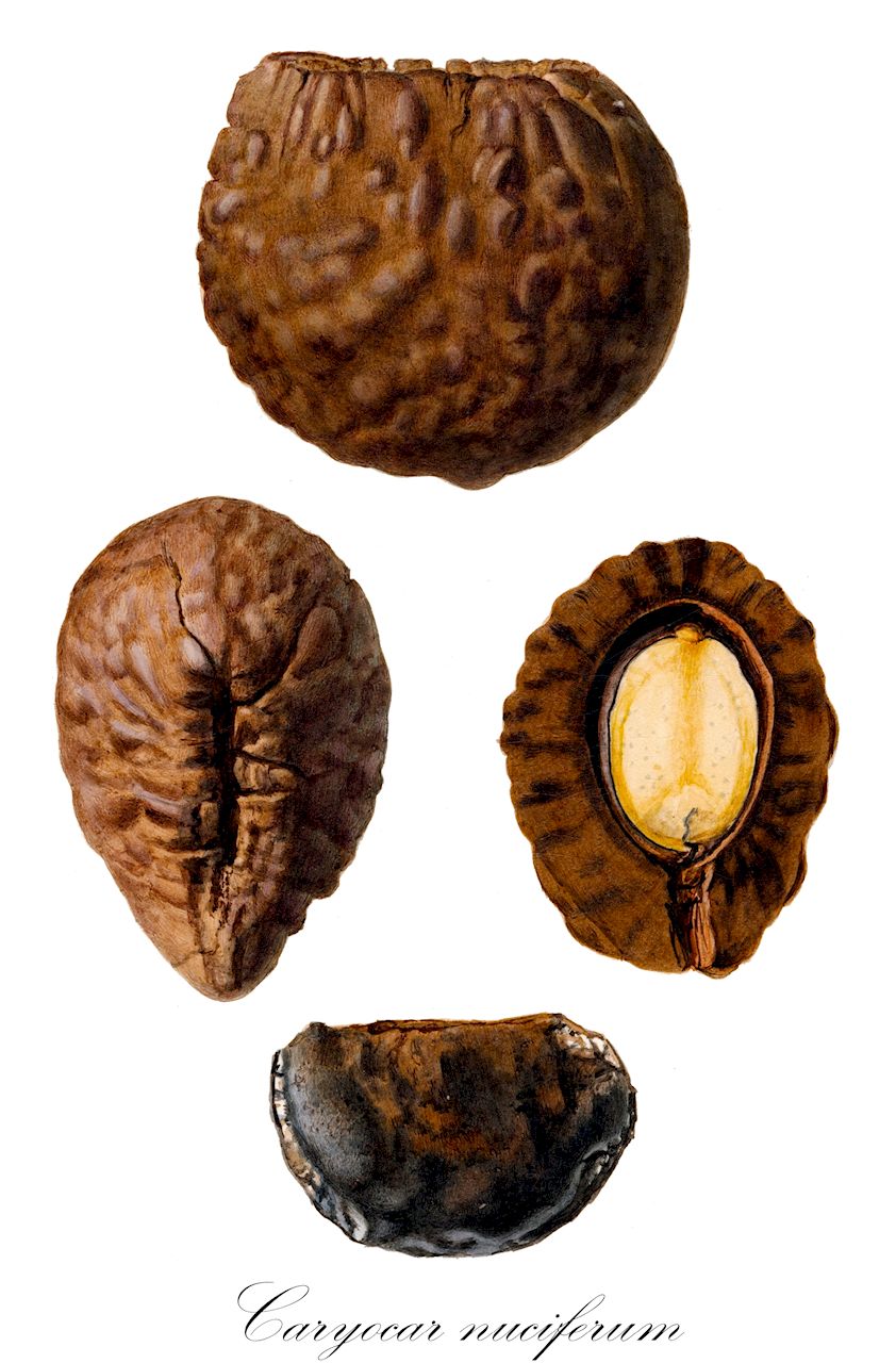 Caryocar nuciferum - Caryocaraceae,Plantae,Pteridobiotina,Angiosperms,Malpighiales,Caryocaraceae,Caryocar,Caryocar nuciferum,Caryocar tomentosum, Caryocar tuberculosum, Pekea tuberculosa, Rhizobolus pekea, Rhizobolus tomentosus, Rhizobolus tuberculosum